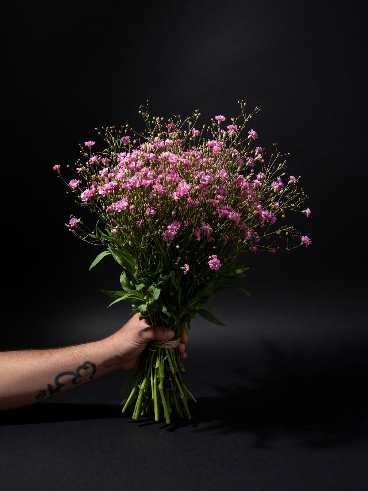 GYPSOPHILA pacifica