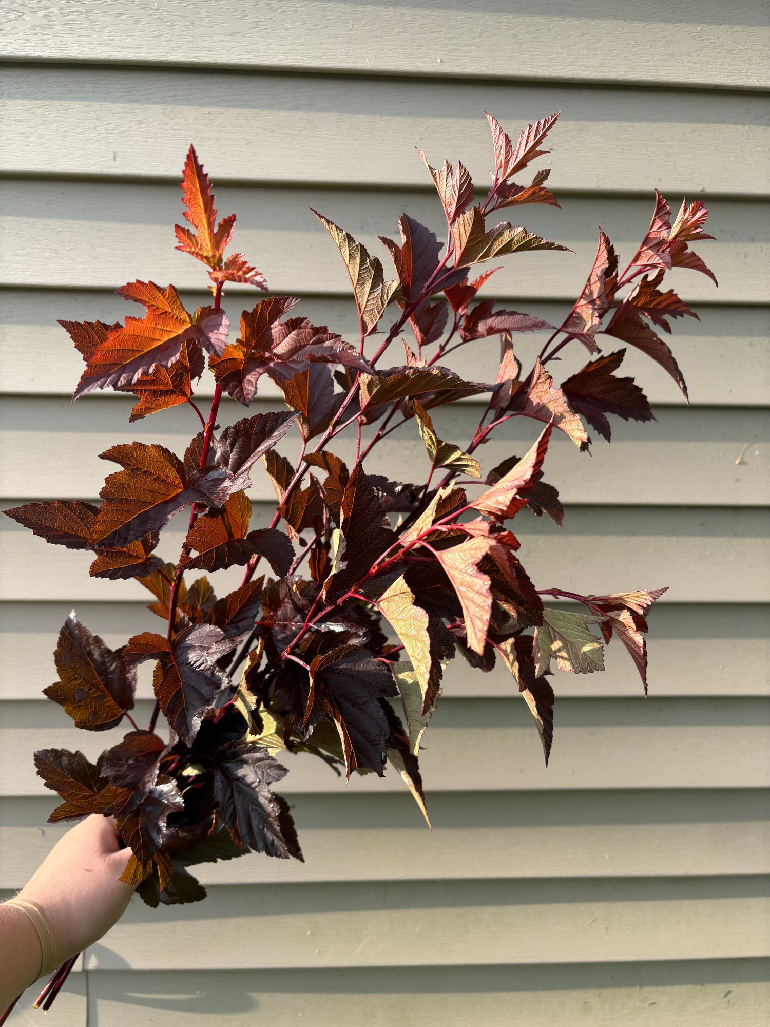 PHYSOCARPUS opulifolius Ginger Wine