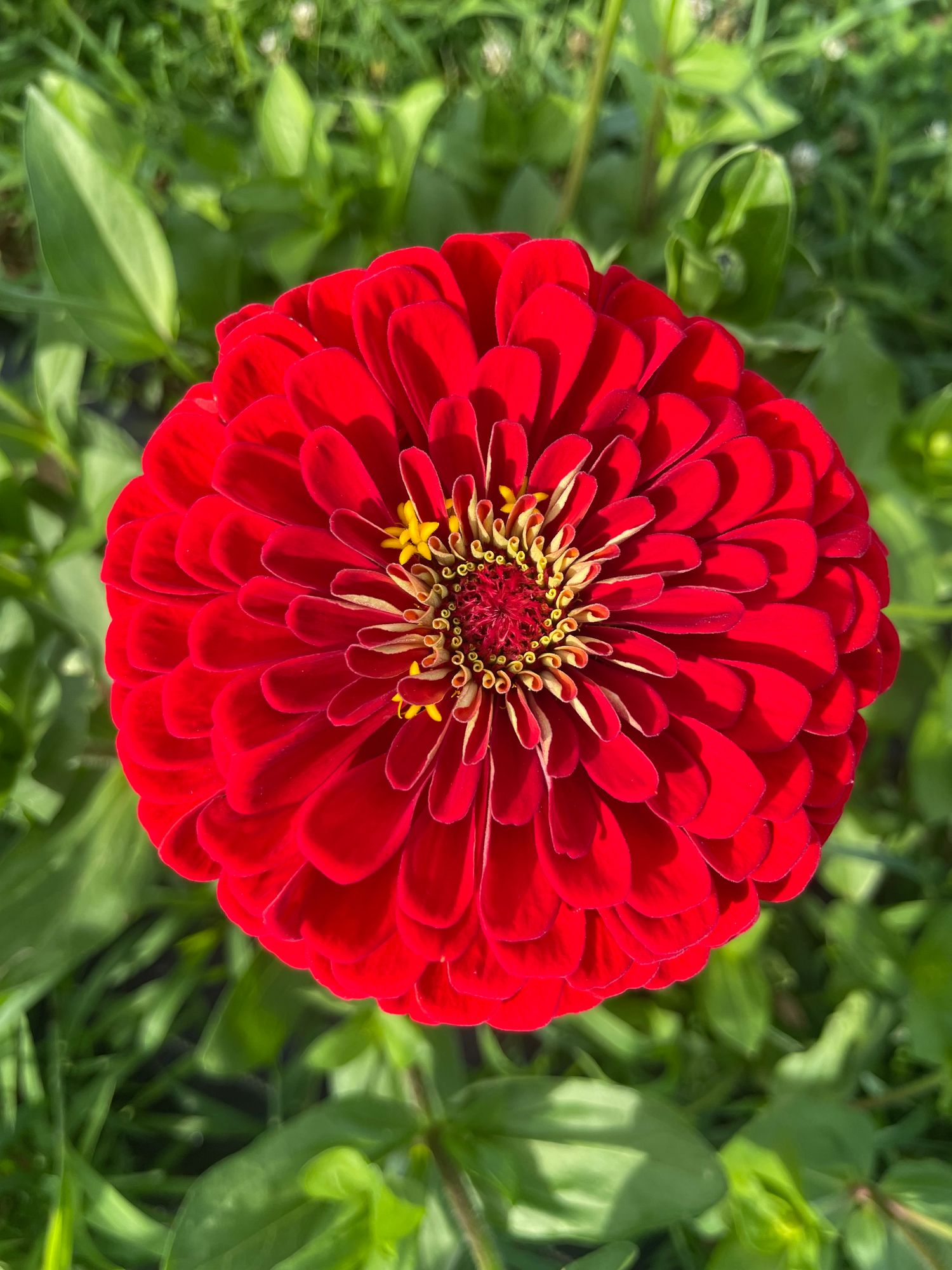 ZINNIA elegans Benarys Giant