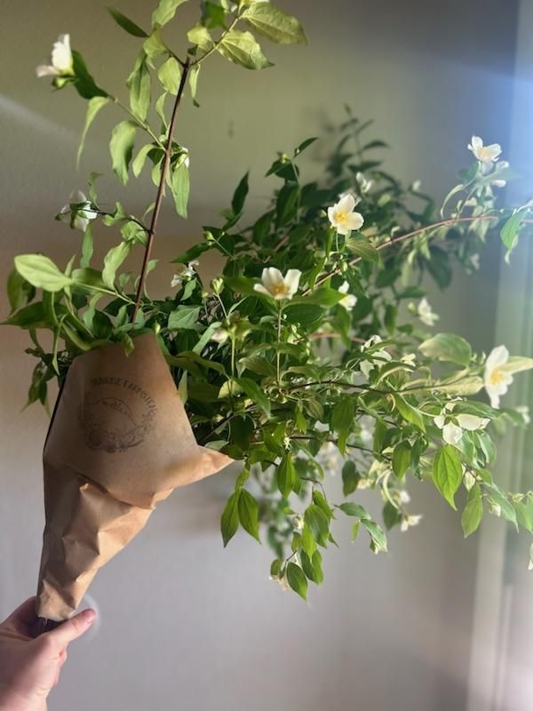 PHILADELPHUS