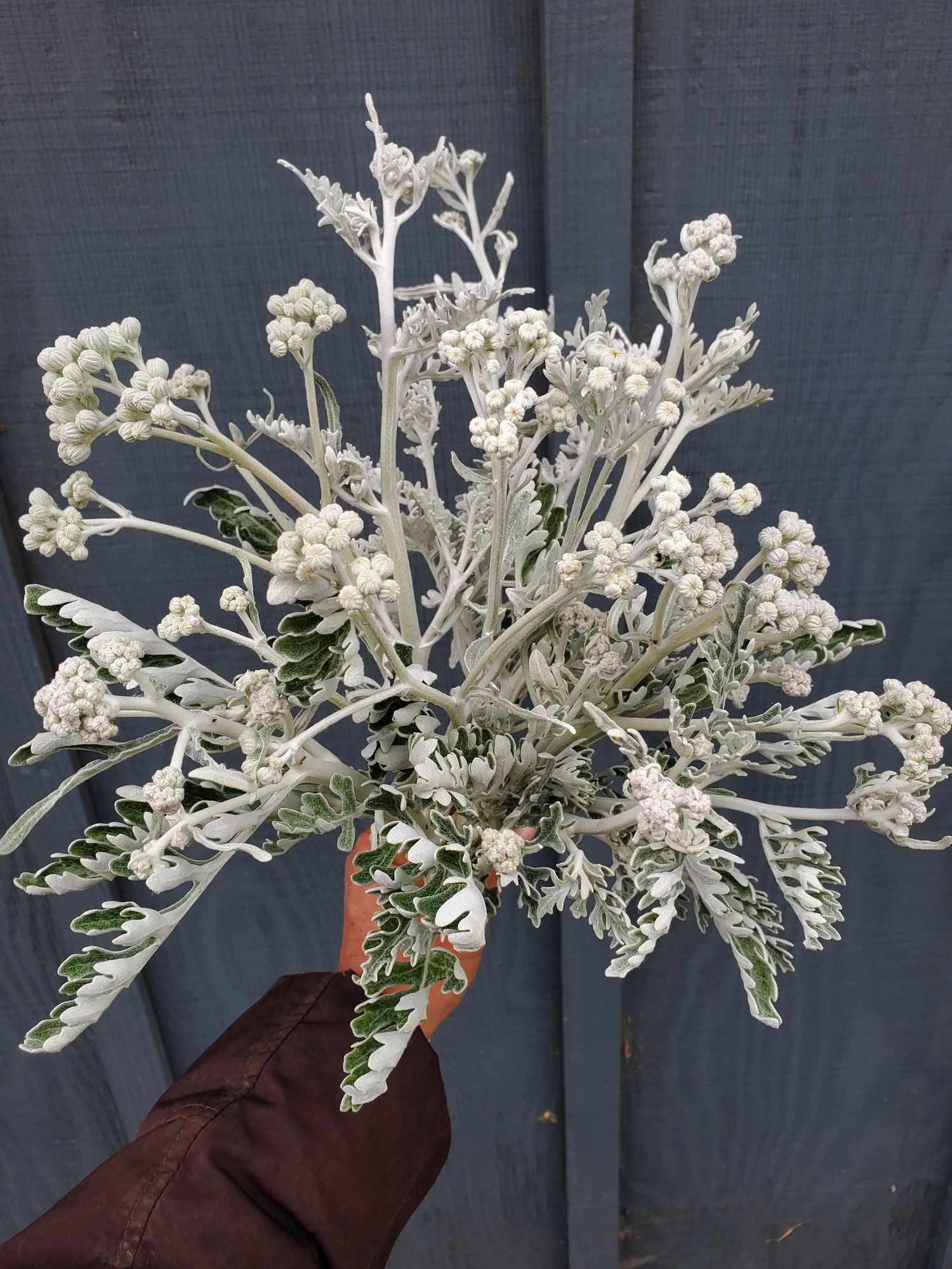 SENECIO cineraria Candicans