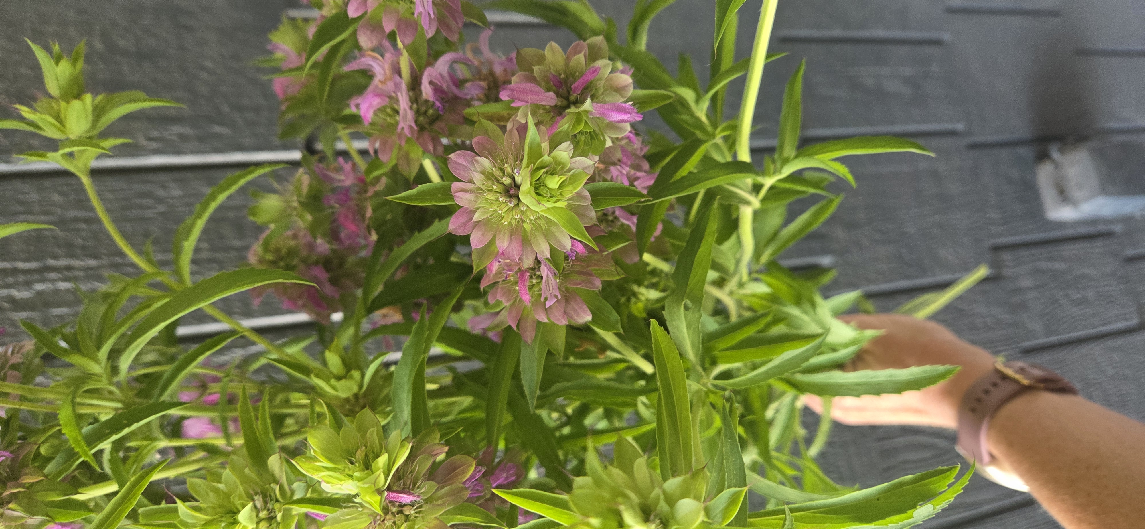 MONARDA citriodora Lambada