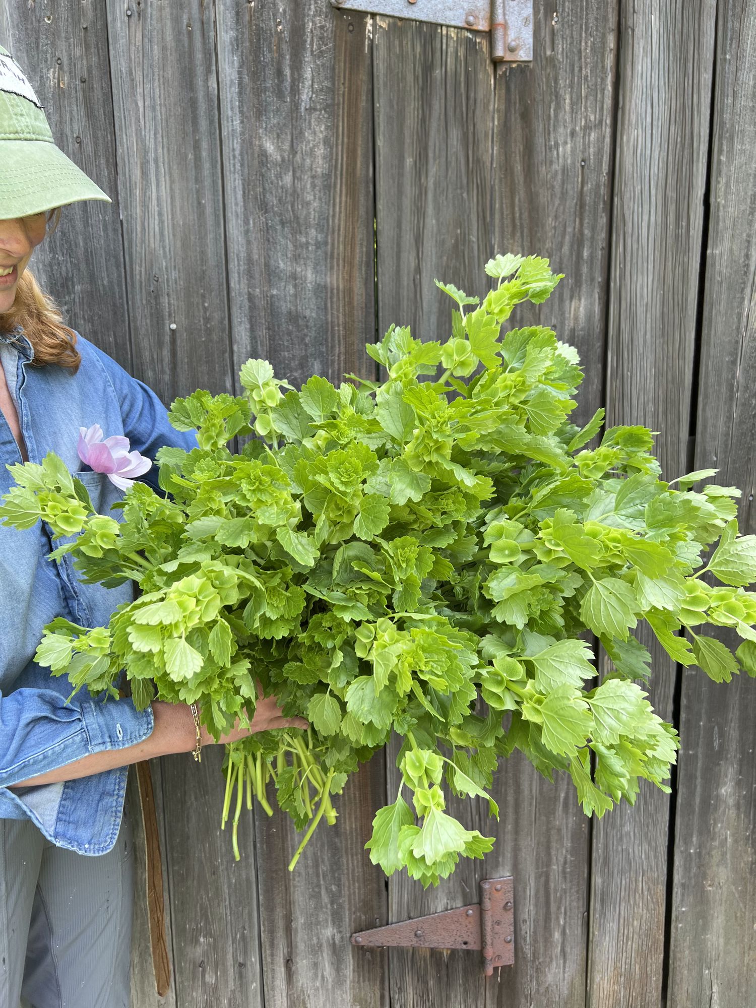 MOLUCCELLA laevis
