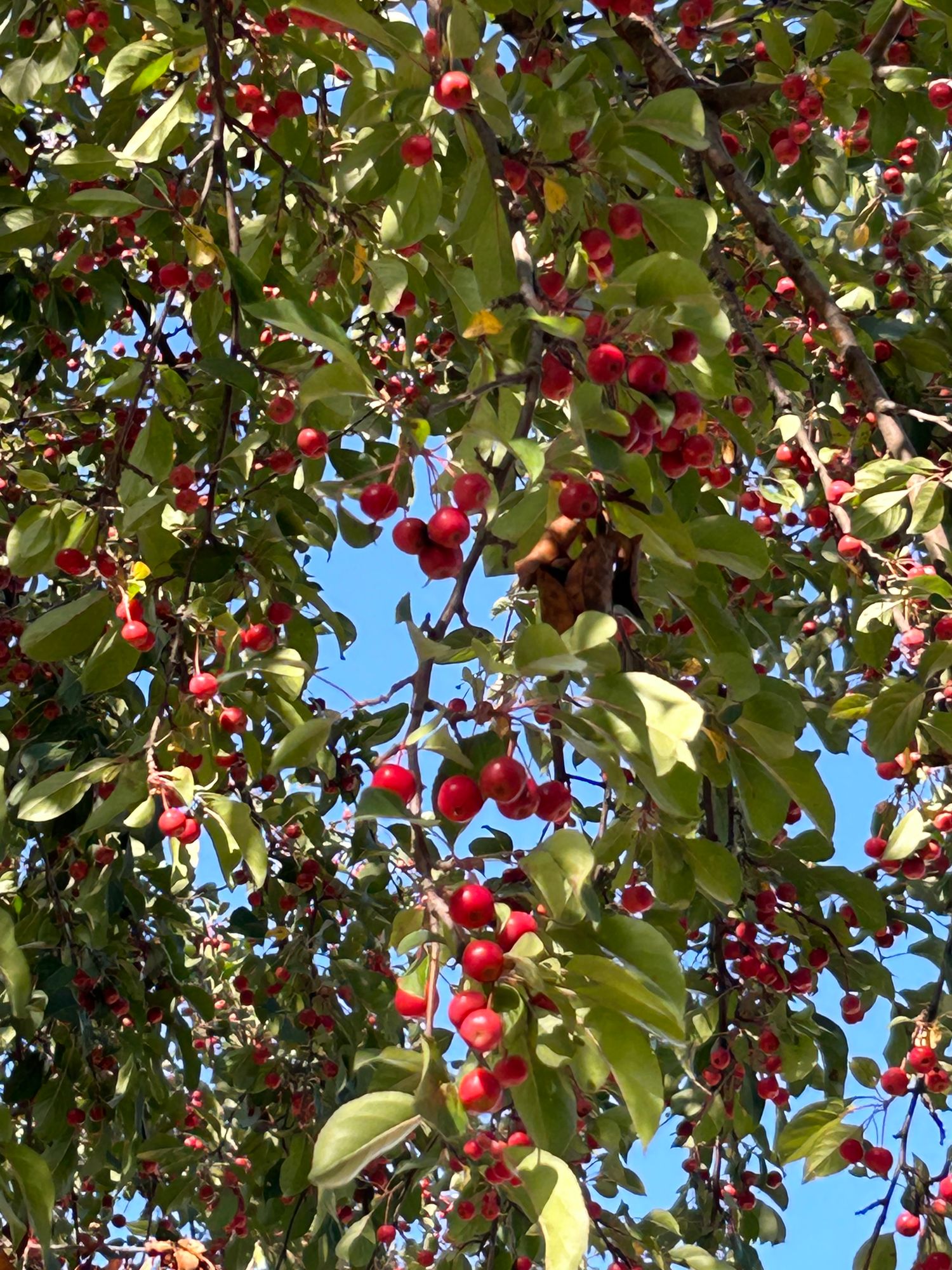 MALUS x micromalus Kaido