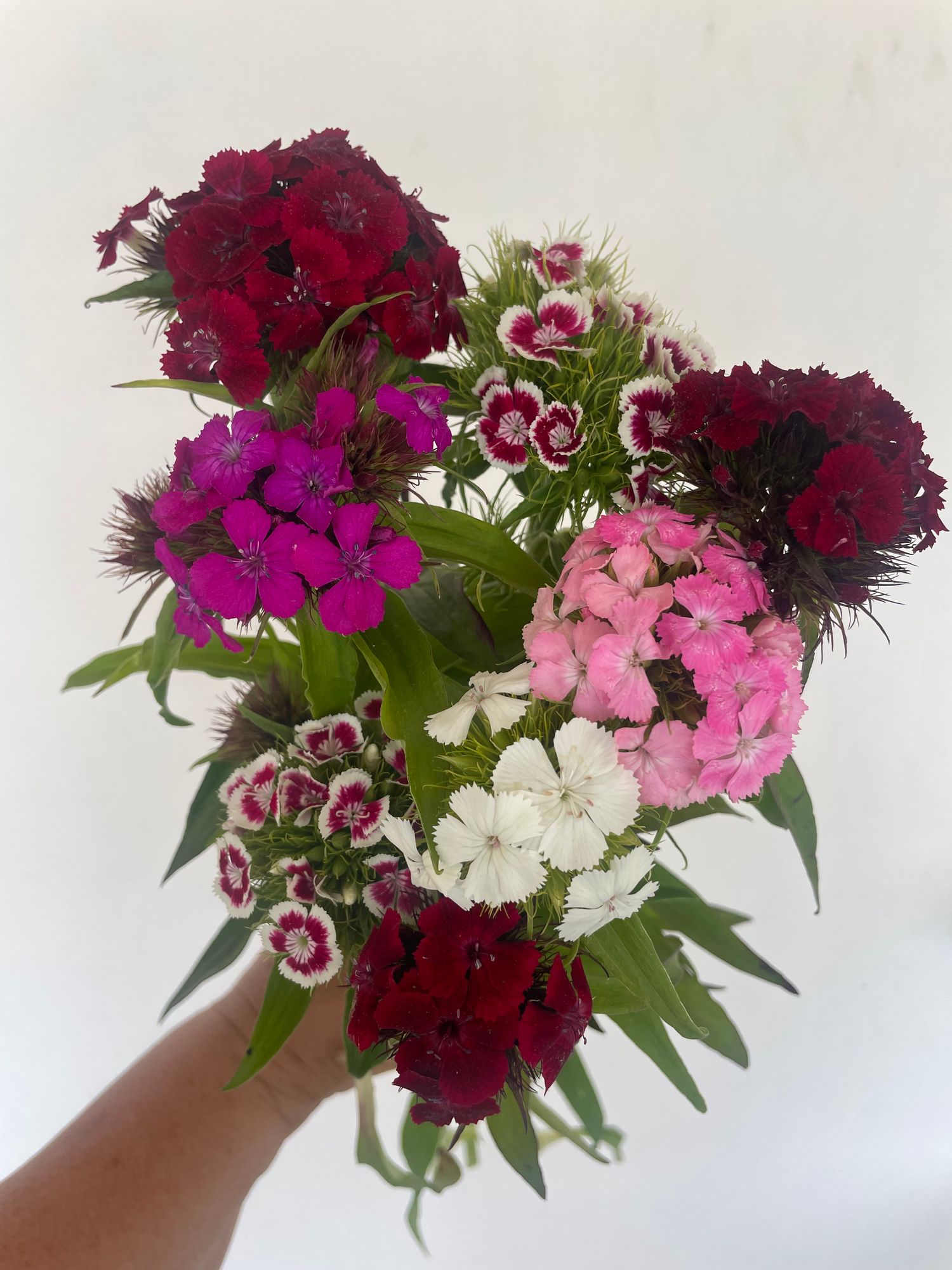 DIANTHUS barbatus Sweet