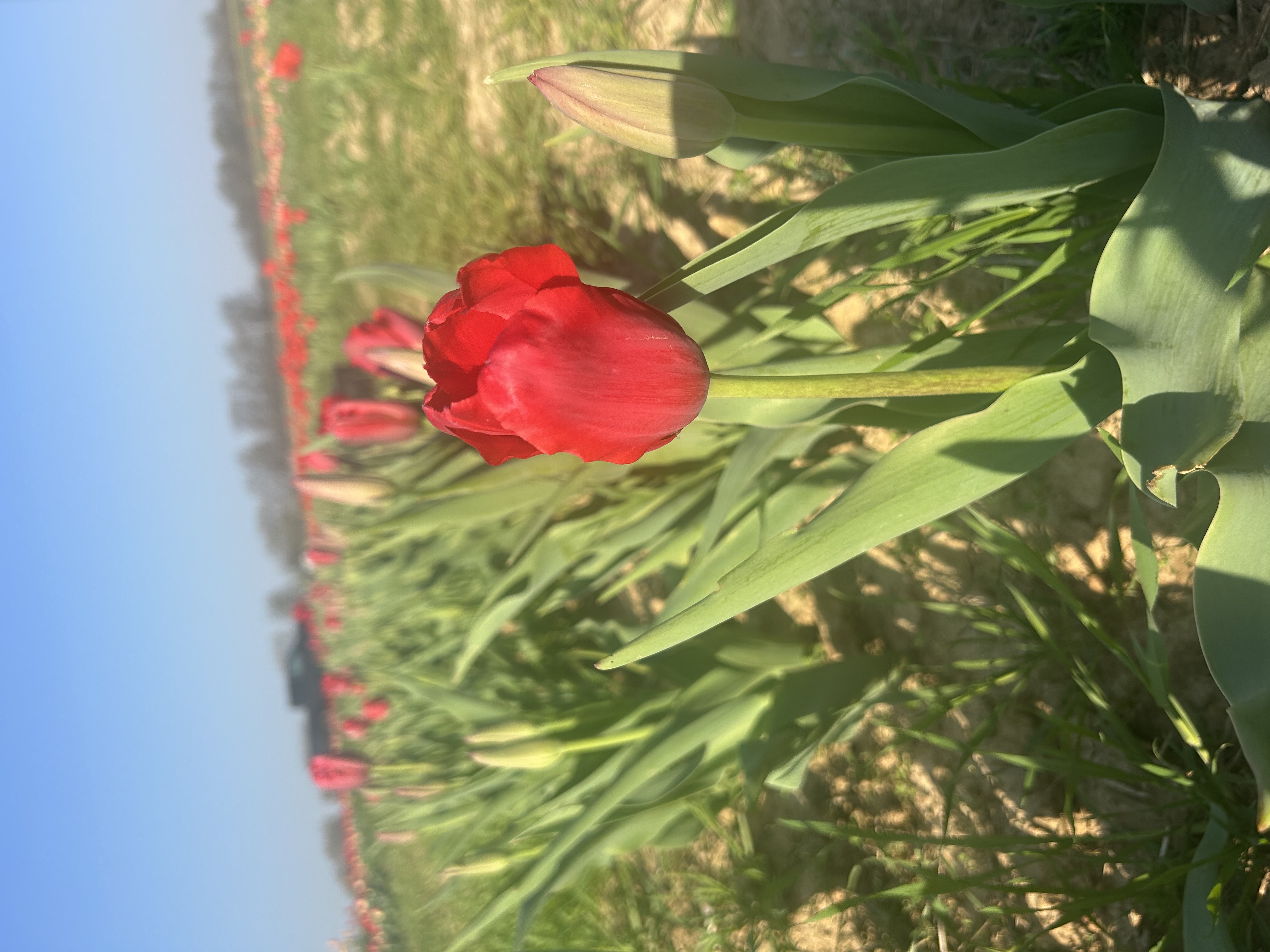 TULIPA