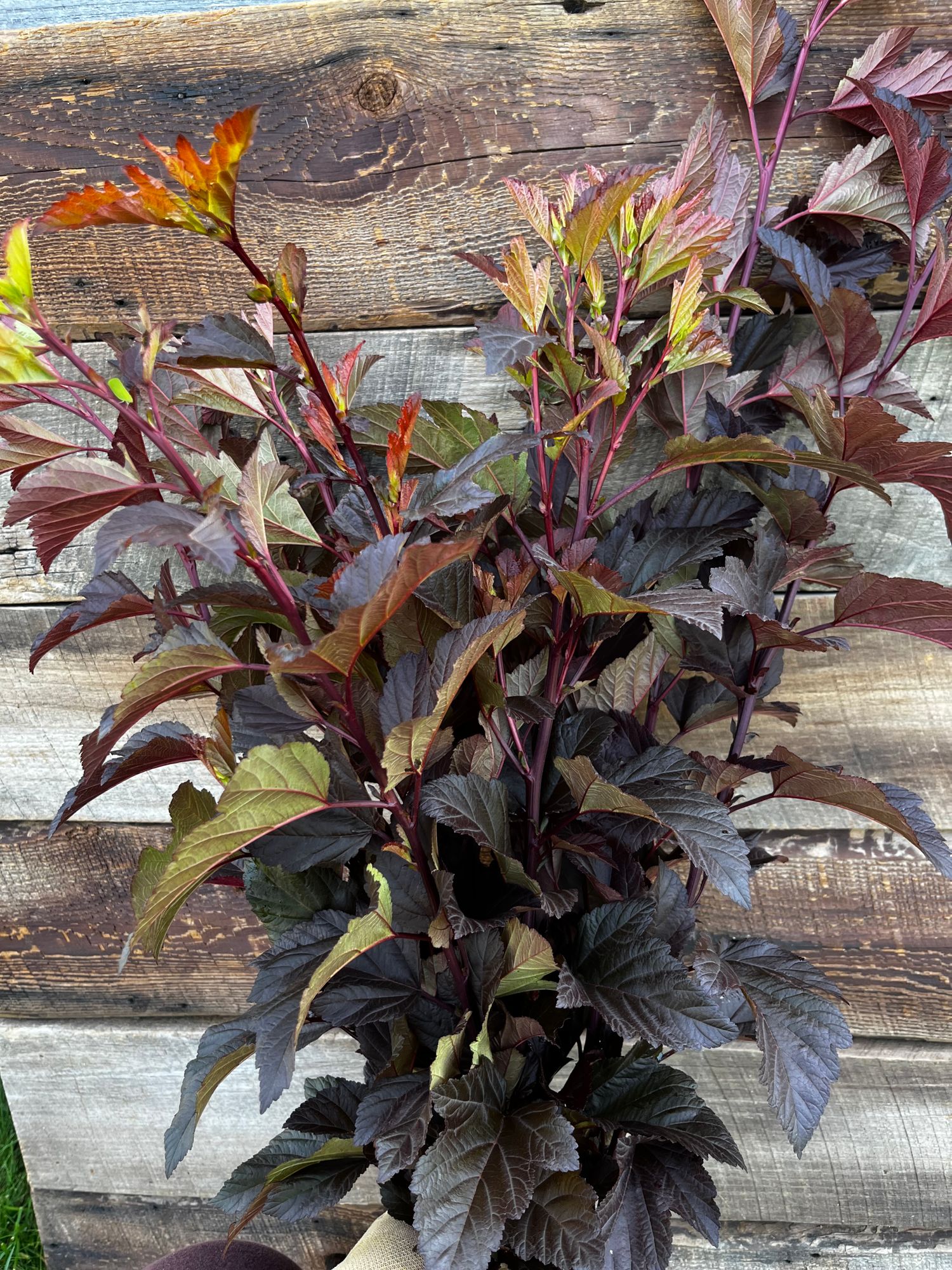 PHYSOCARPUS opulifolius