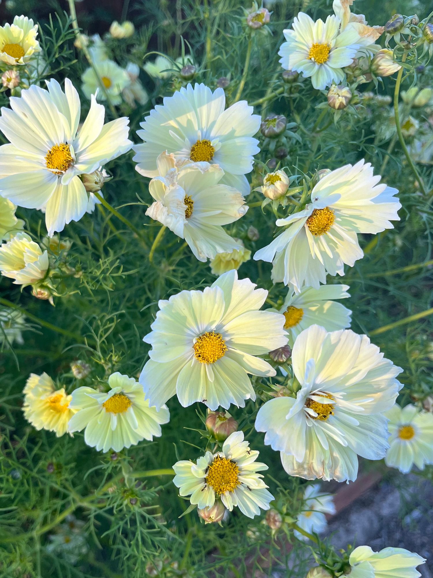 COSMOS bipinnatus Xanthos