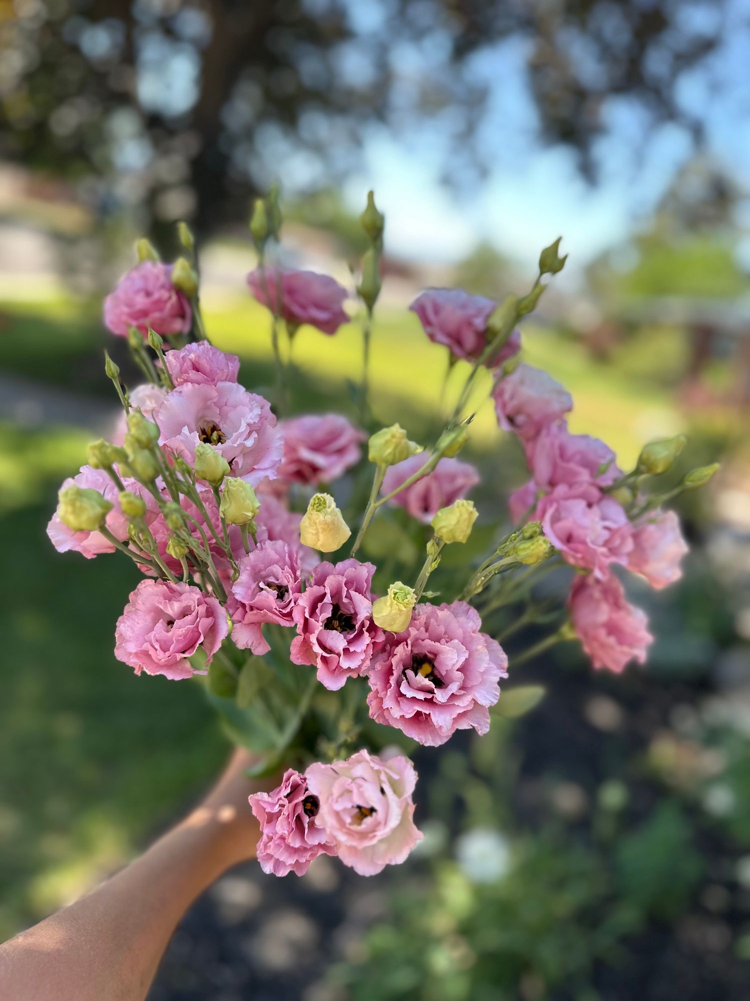 EUSTOMA grandiflorum Celeb Grape