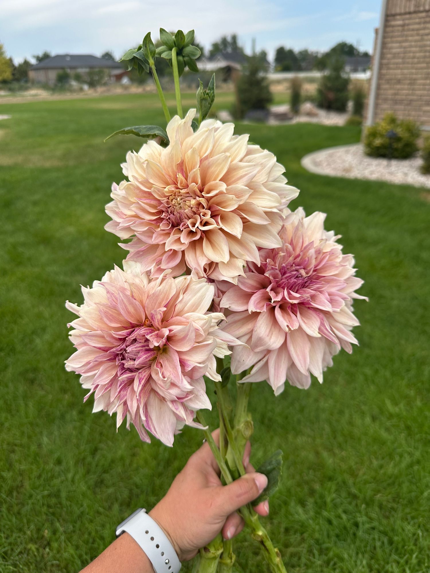 DAHLIA Cafe au Lait Twist