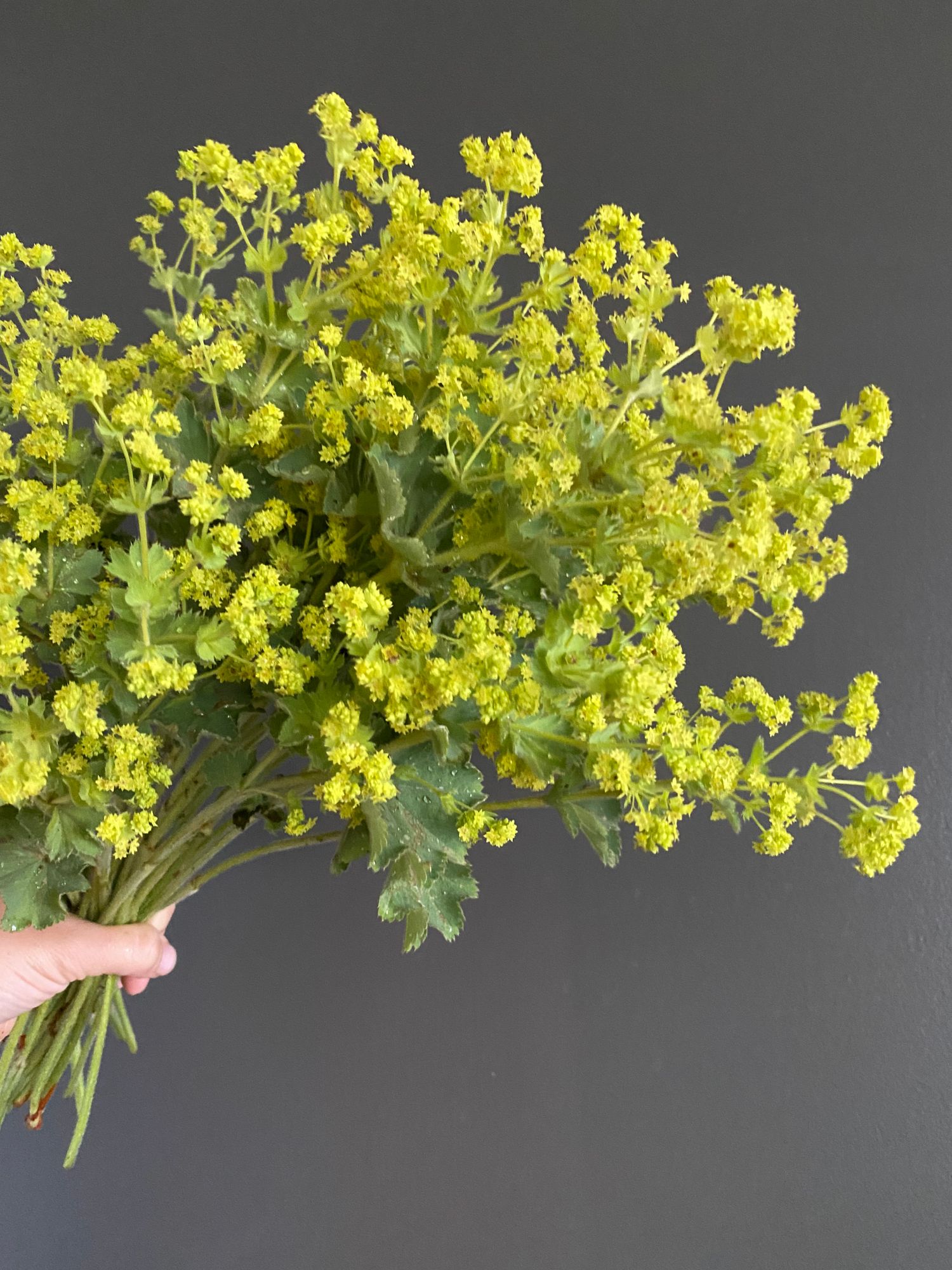 ALCHEMILLA alpina