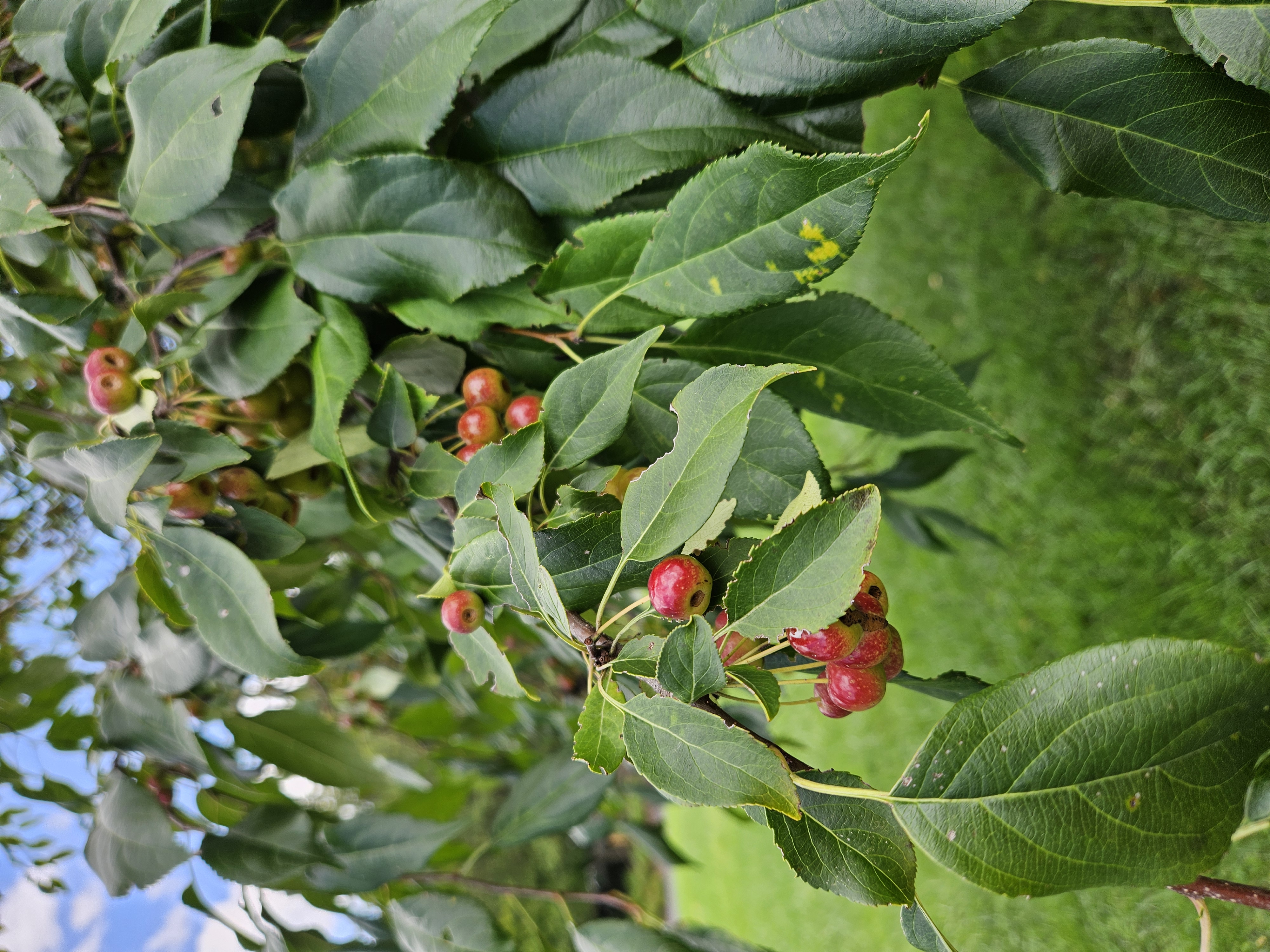MALUS