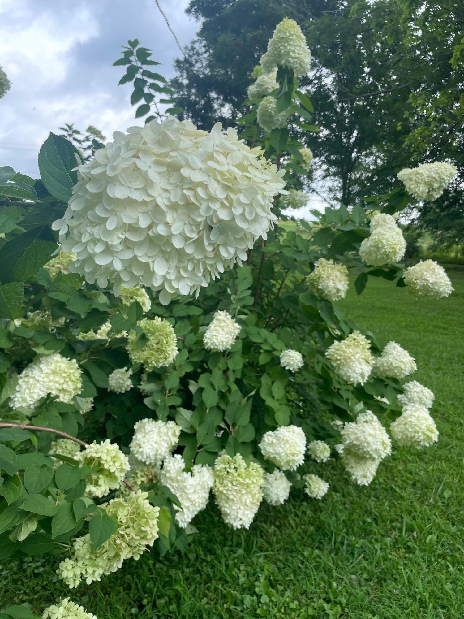 HYDRANGEA paniculata Limelight