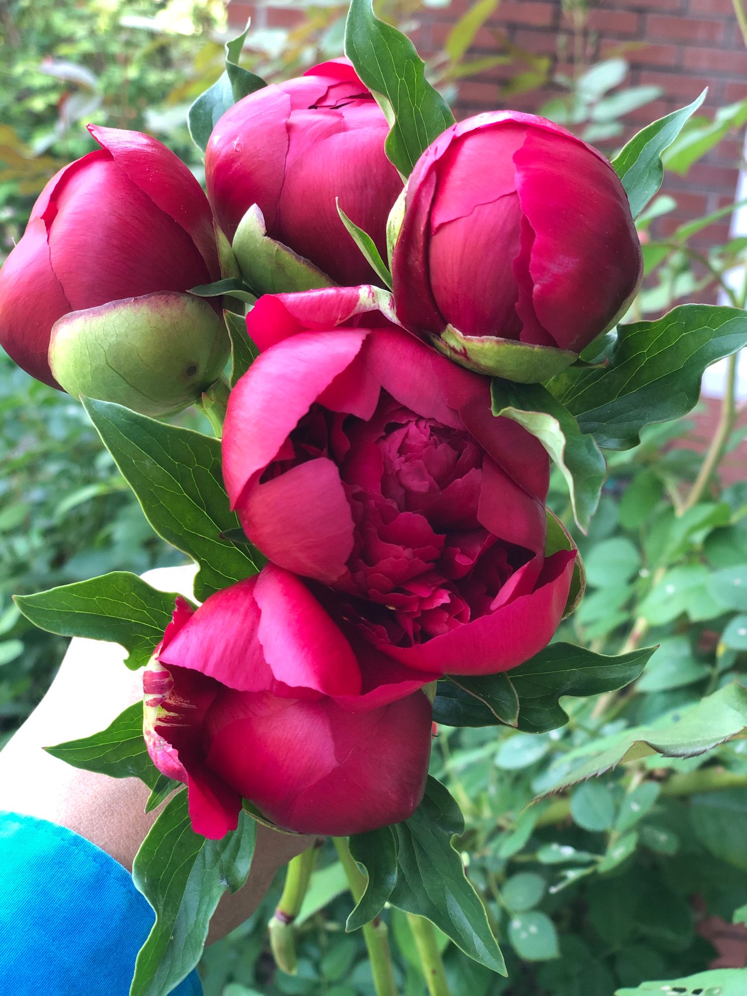 PAEONIA lactiflora Many Happy Returns