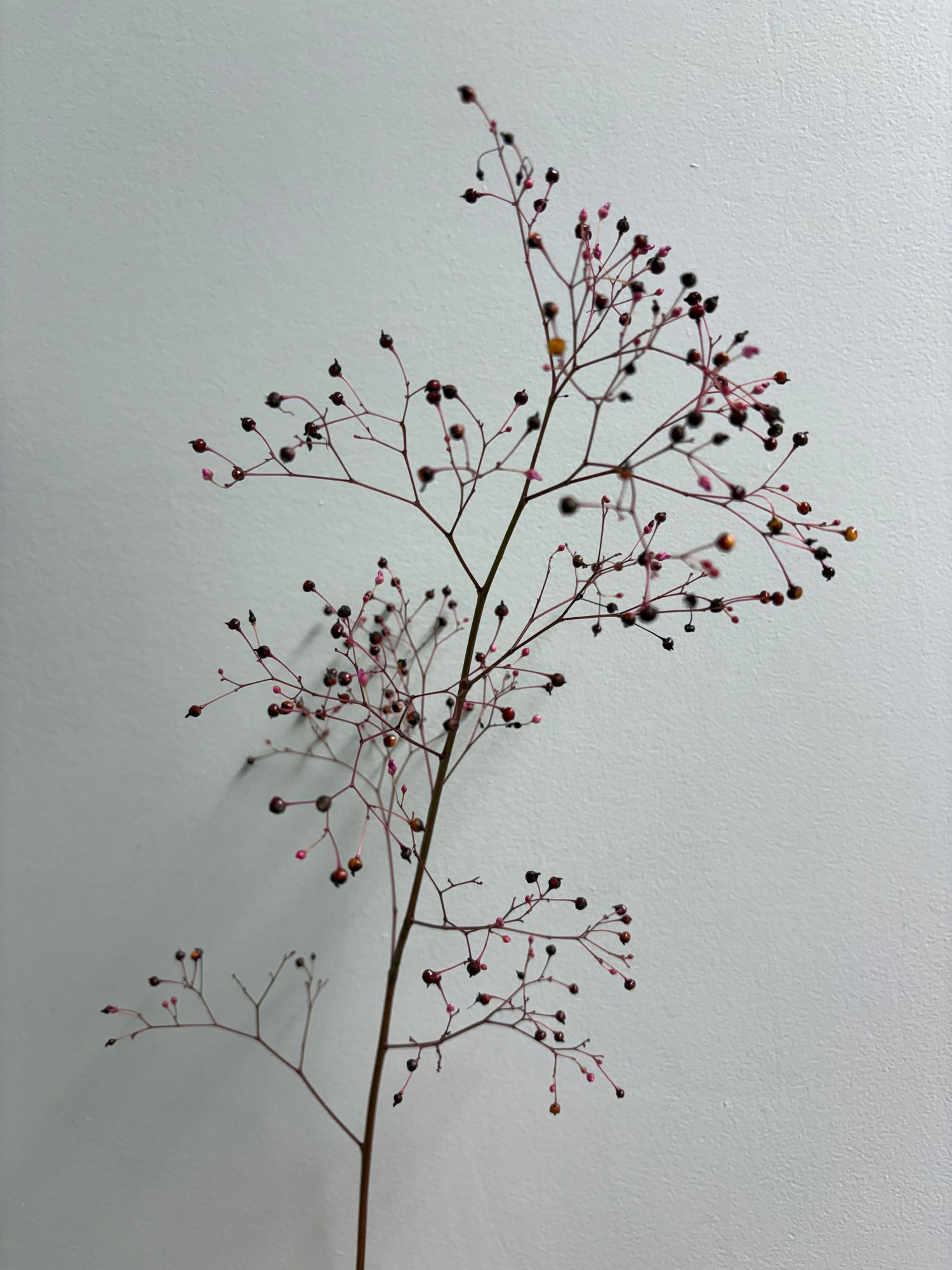 TALINUM paniculatum