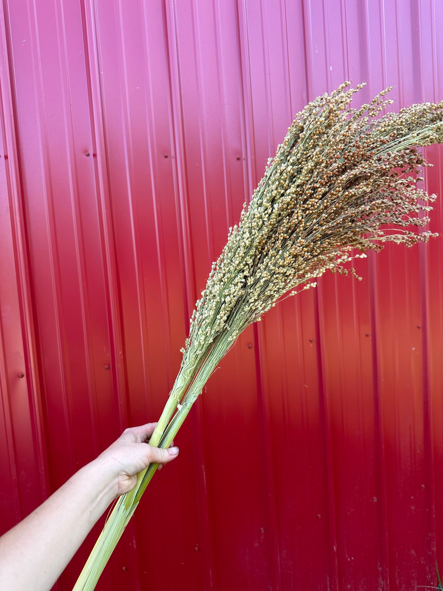 SORGHUM vulgare