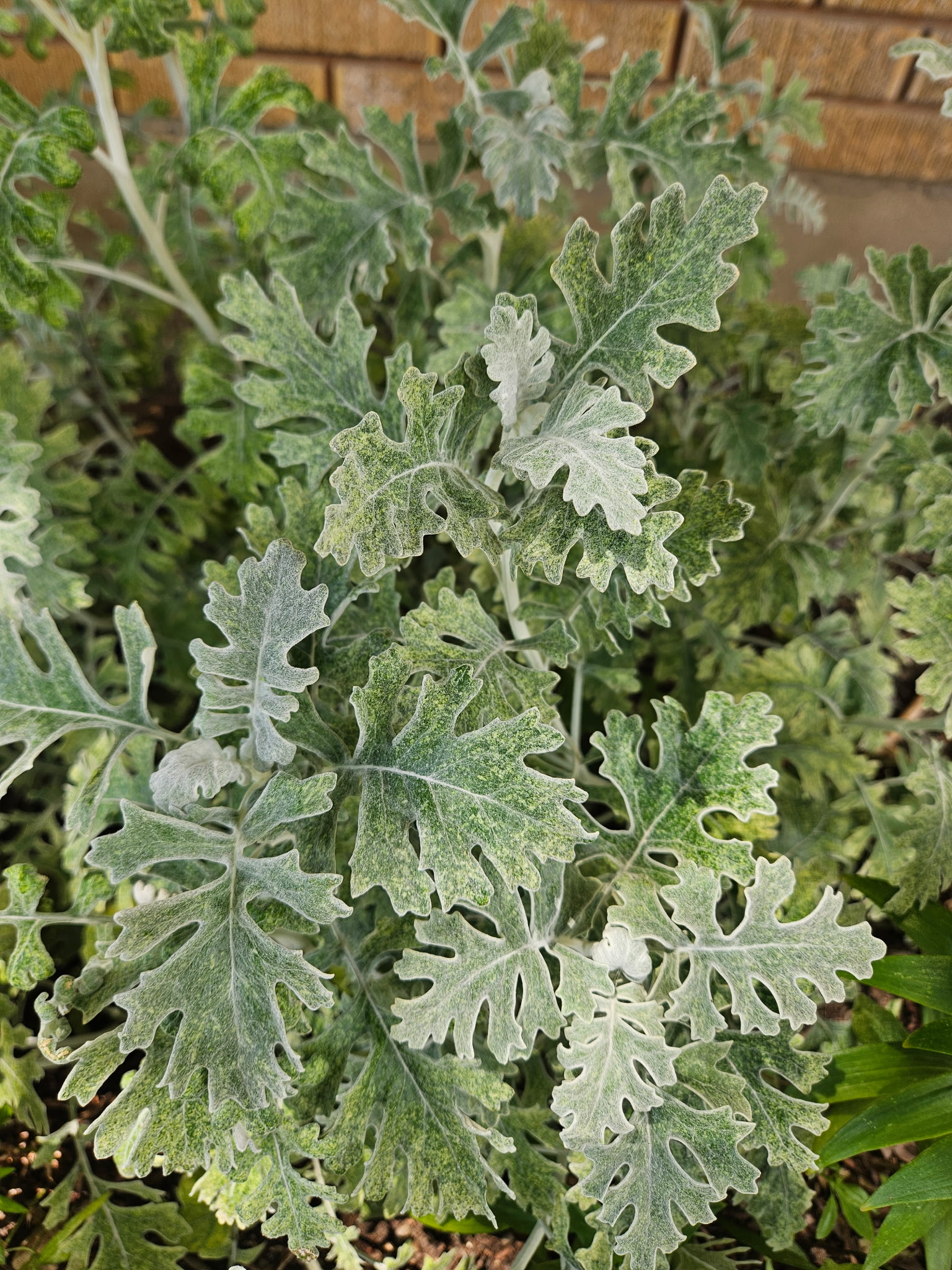 SENECIO cineraria