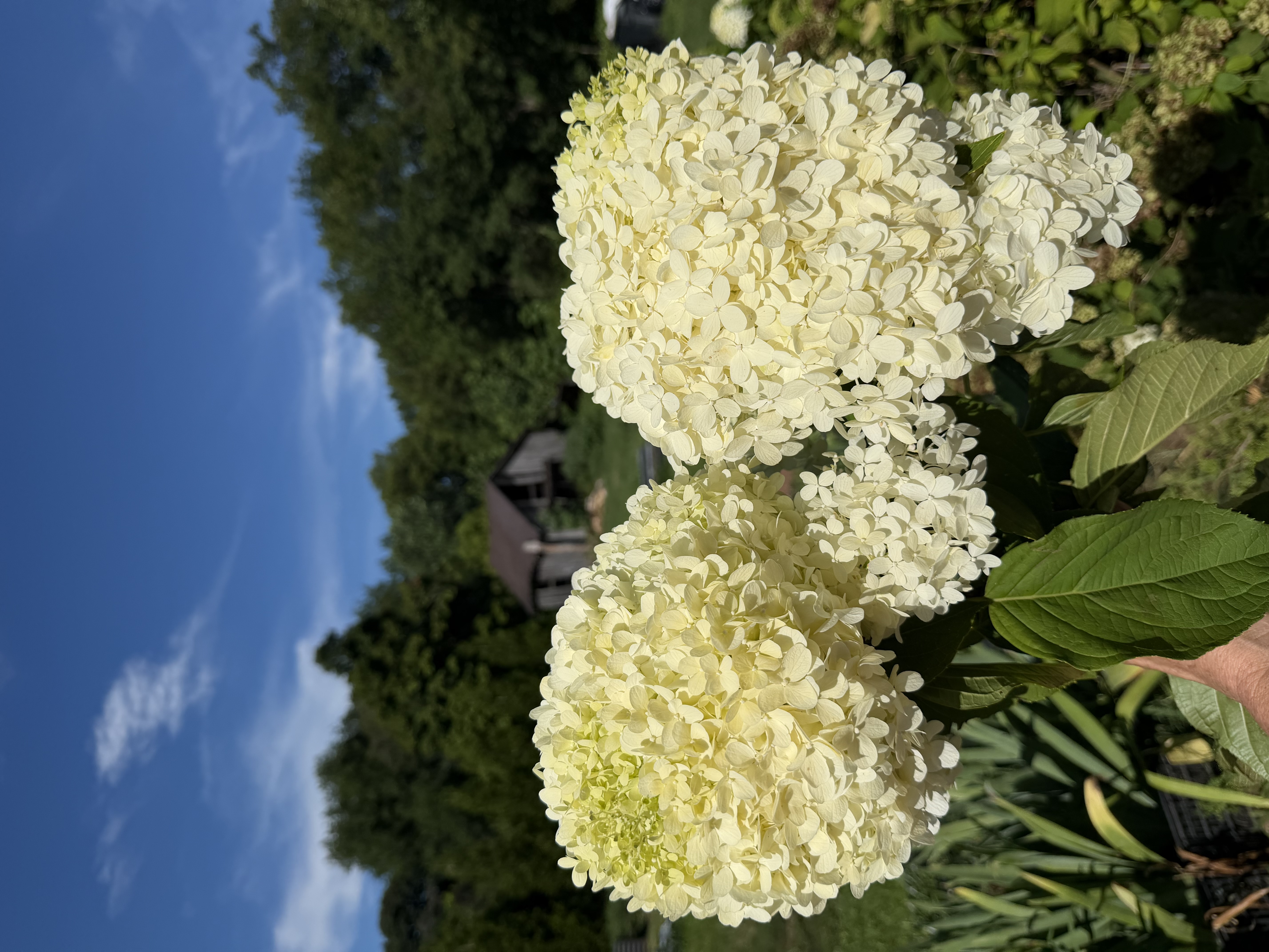 HYDRANGEA paniculata Limelight