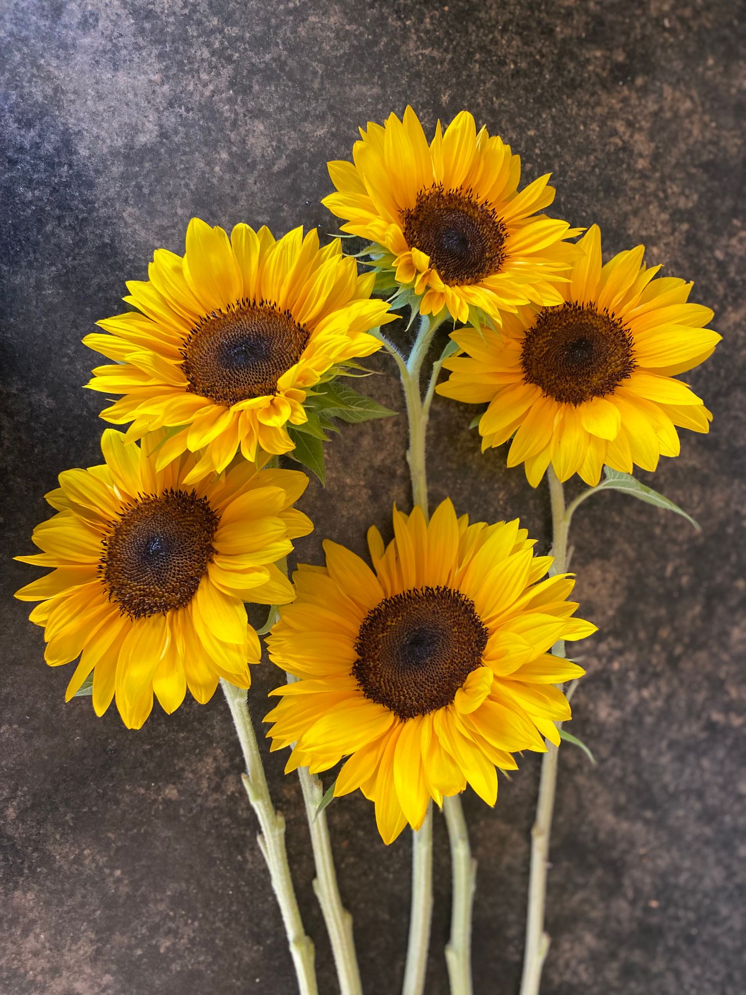 HELIANTHUS maximiliani