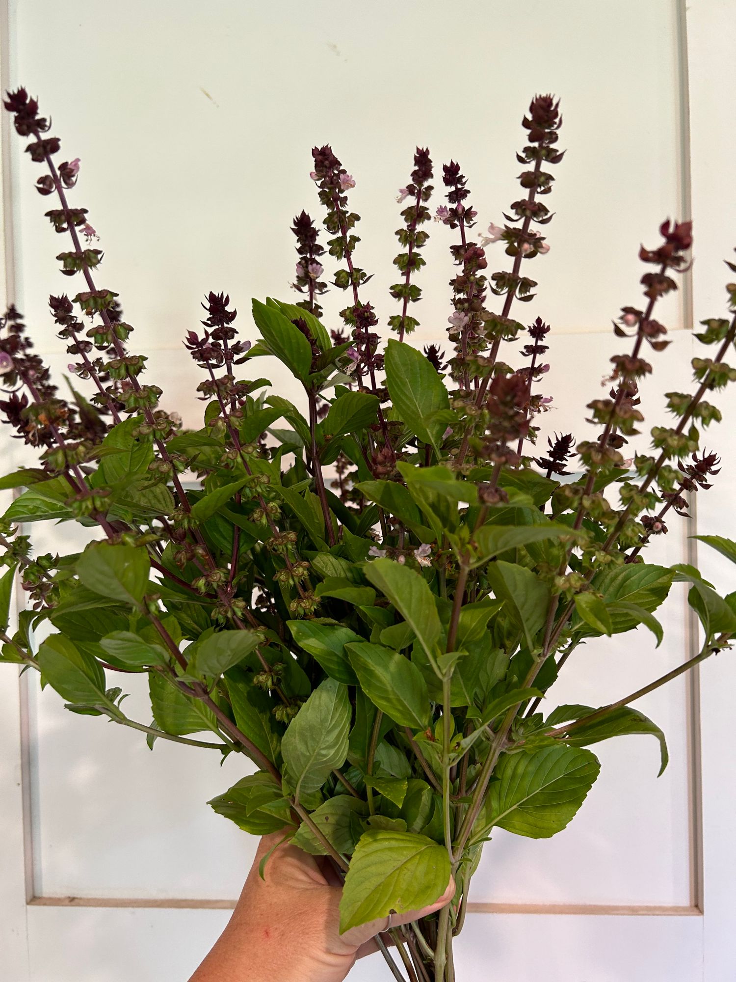 OCIMUM basilicum Cinamonette