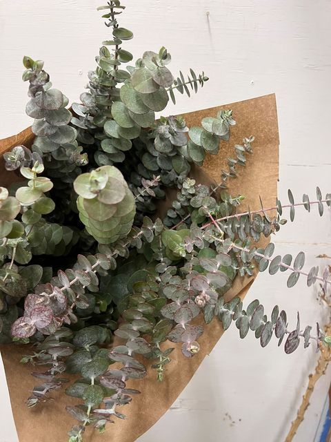 Eucalyptus Bunch