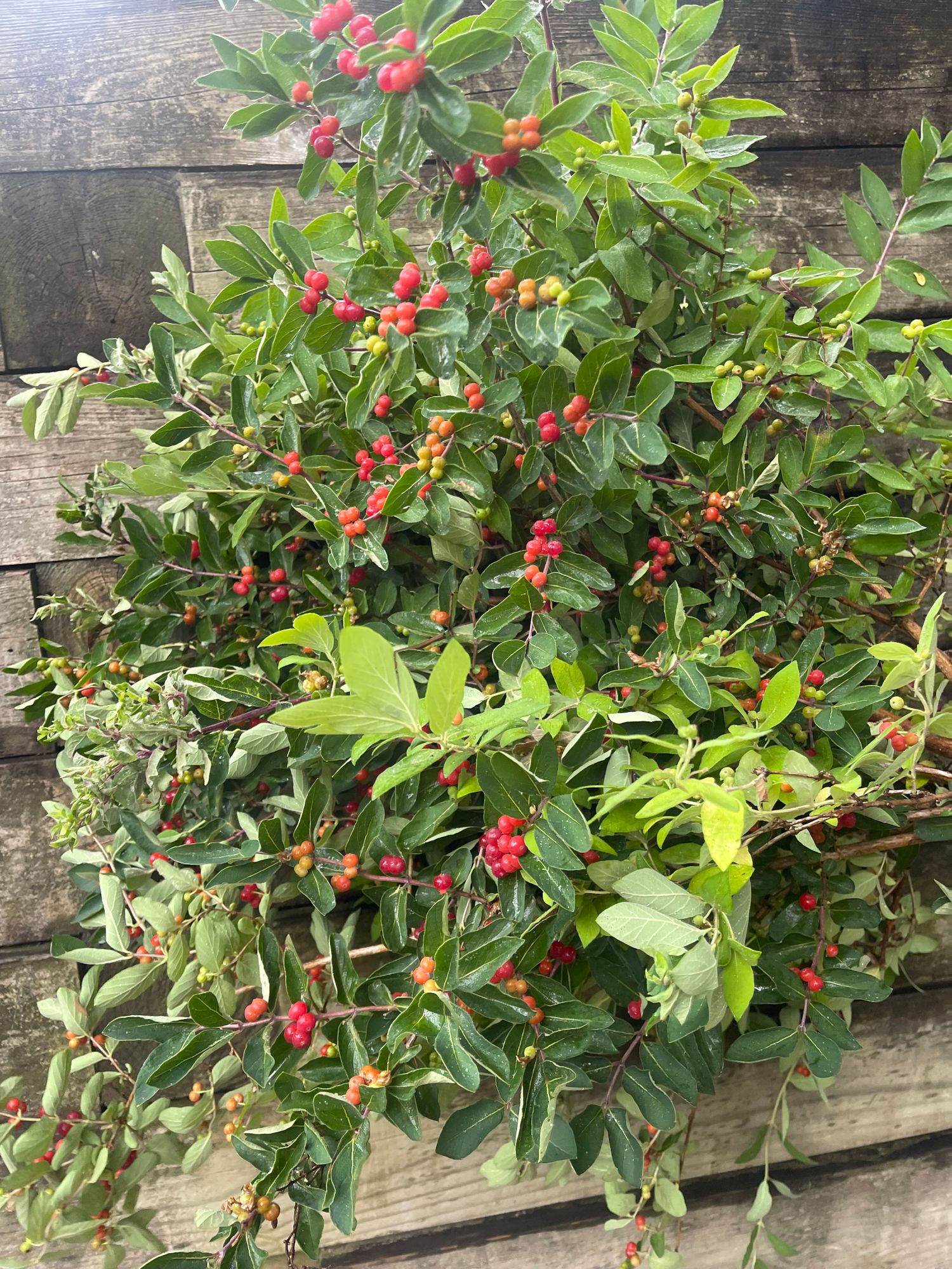 LONICERA sp
