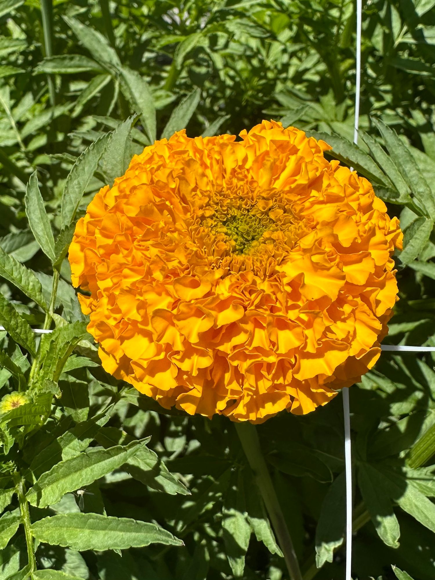 TAGETES erecta Coco