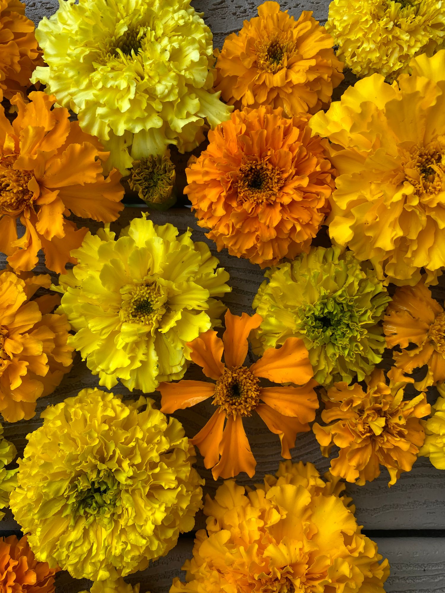 TAGETES erecta Crackerjack