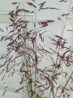 TRIDENS flavus cupreus