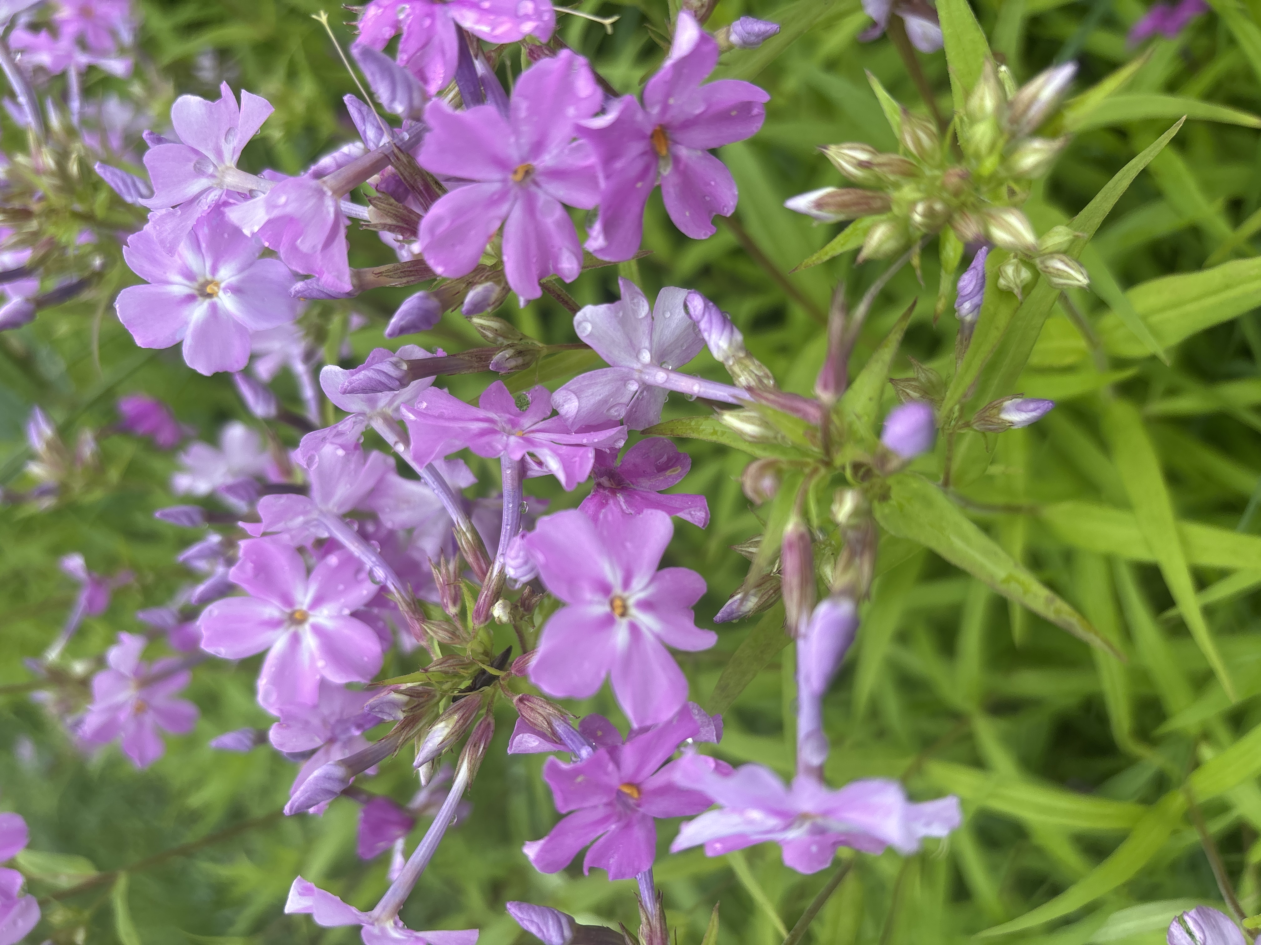 PHLOX x Fashionably Early