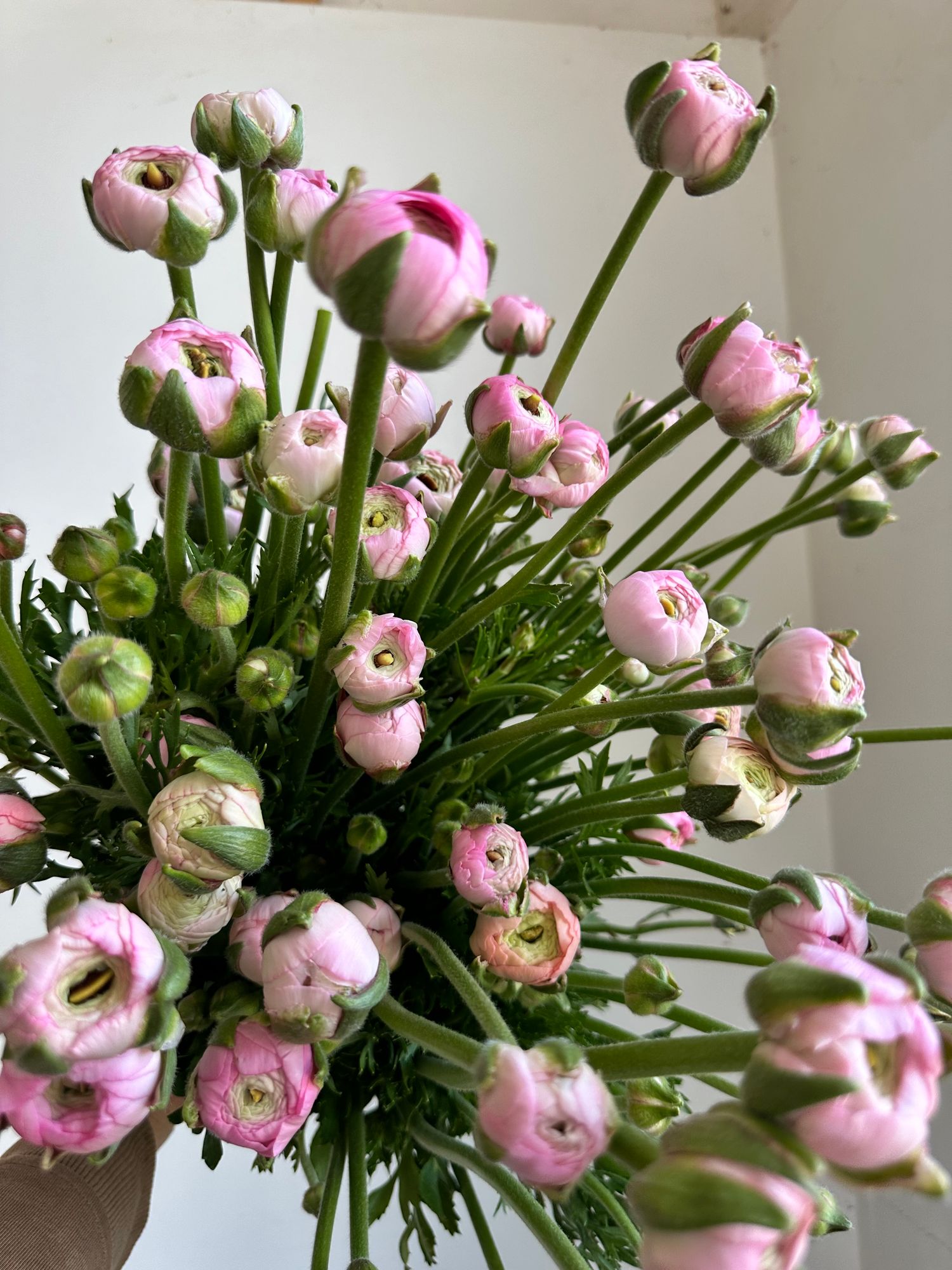 RANUNCULUS Half Clone Marshmallow