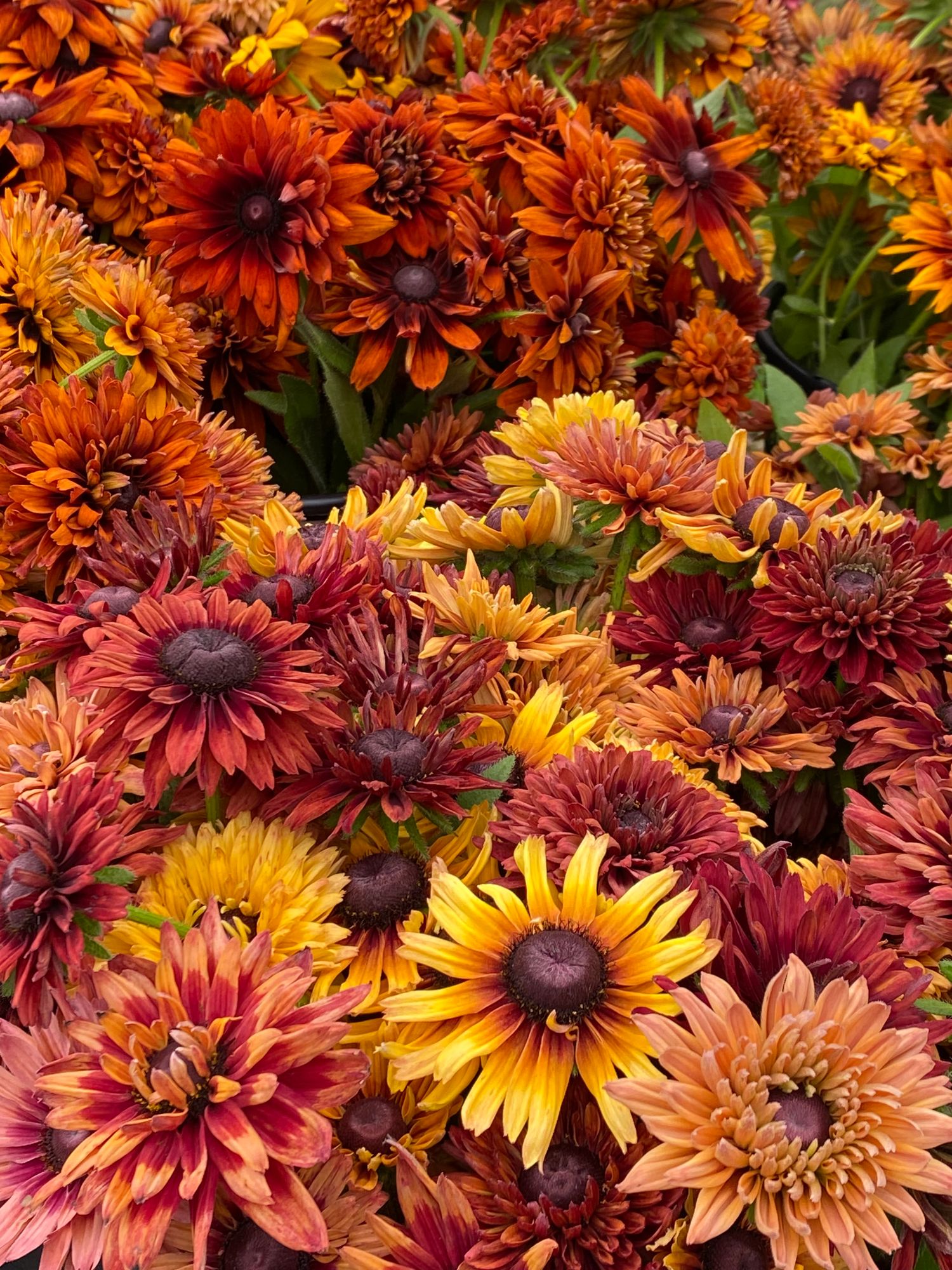 RUDBECKIA hirta Sahara
