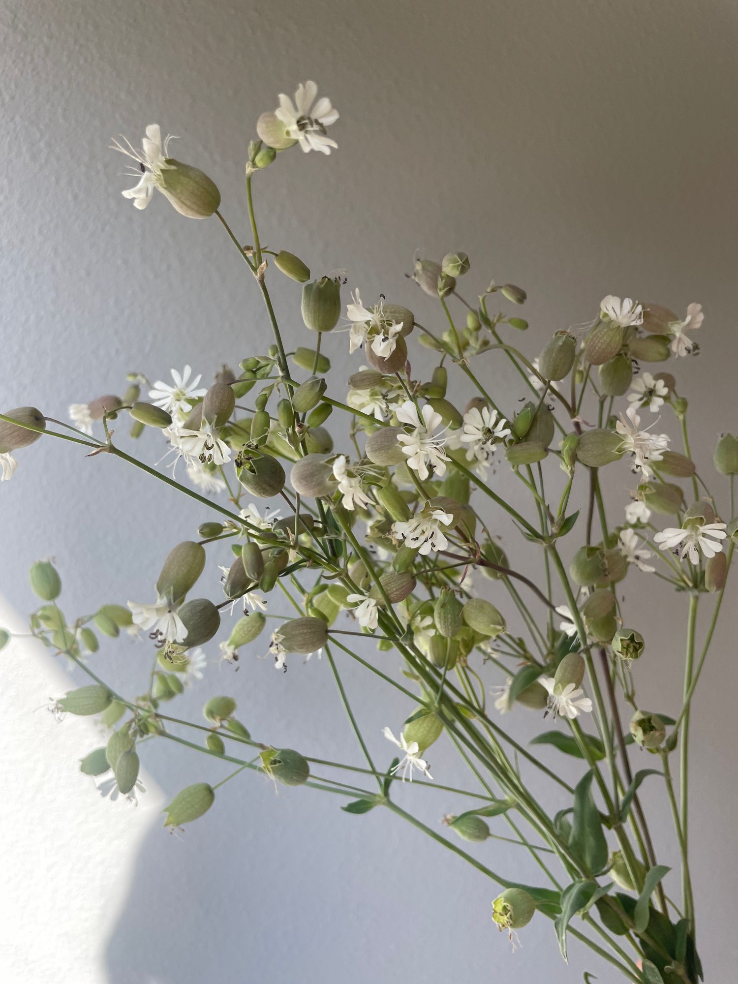 SILENE vulgaris Blushing Lanterns