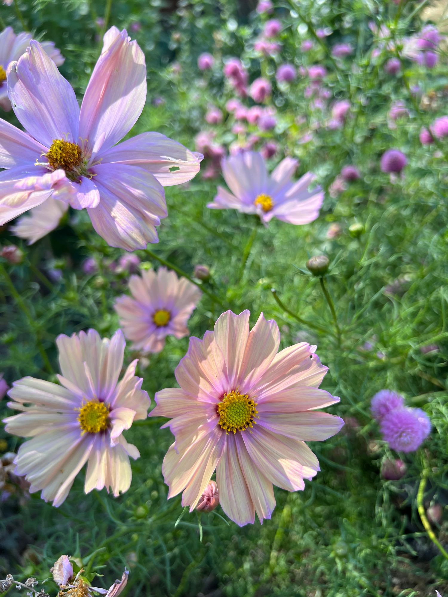 COSMOS bipinnatus Apricotta