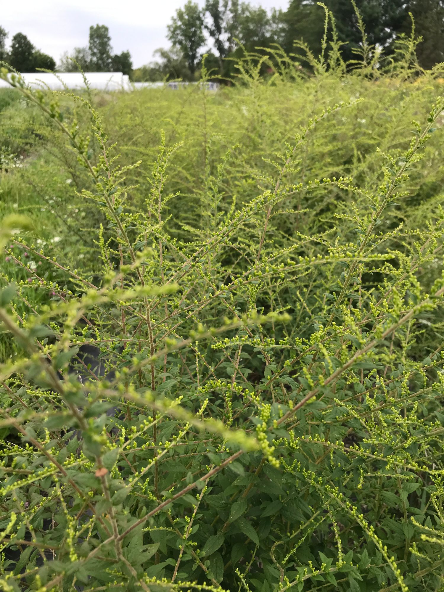 SOLIDAGO rugosa Fireworks