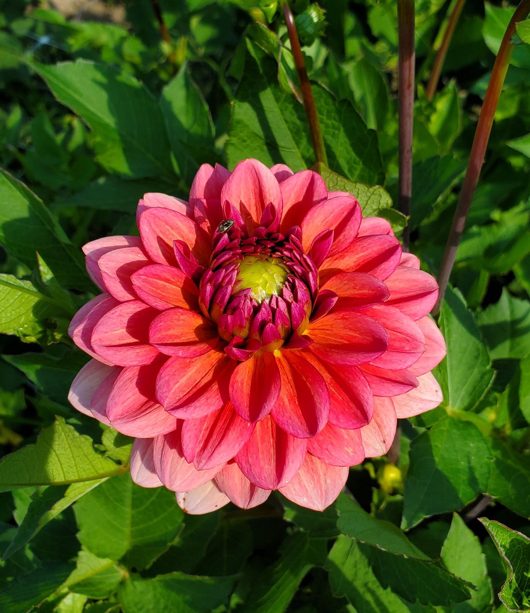 DAHLIA Decorative