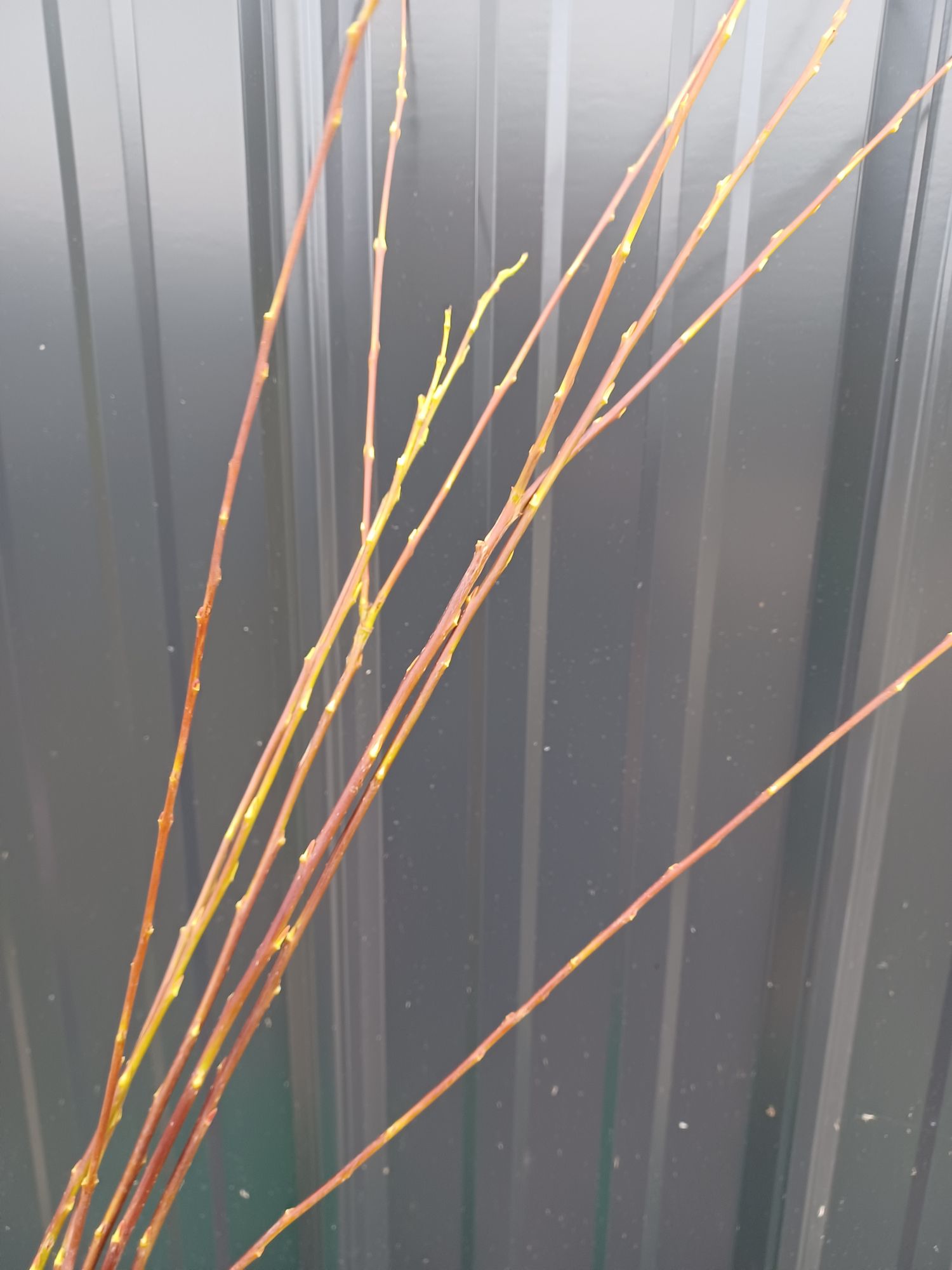 SALIX purpurea