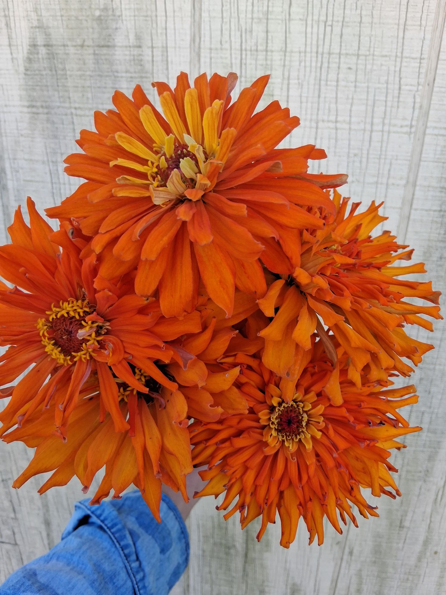 ZINNIA