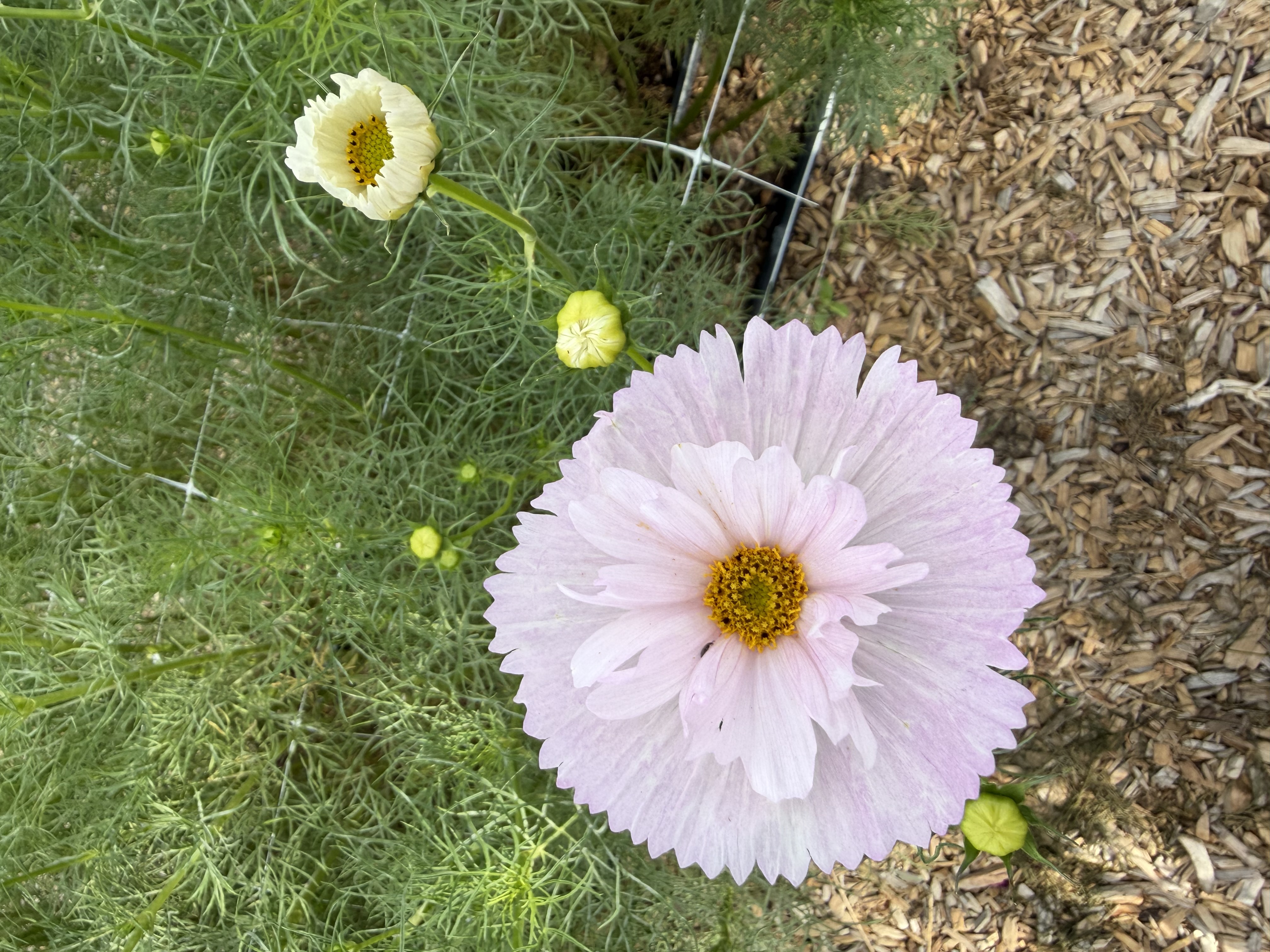 COSMOS bipinnatus Cupcakes Blush