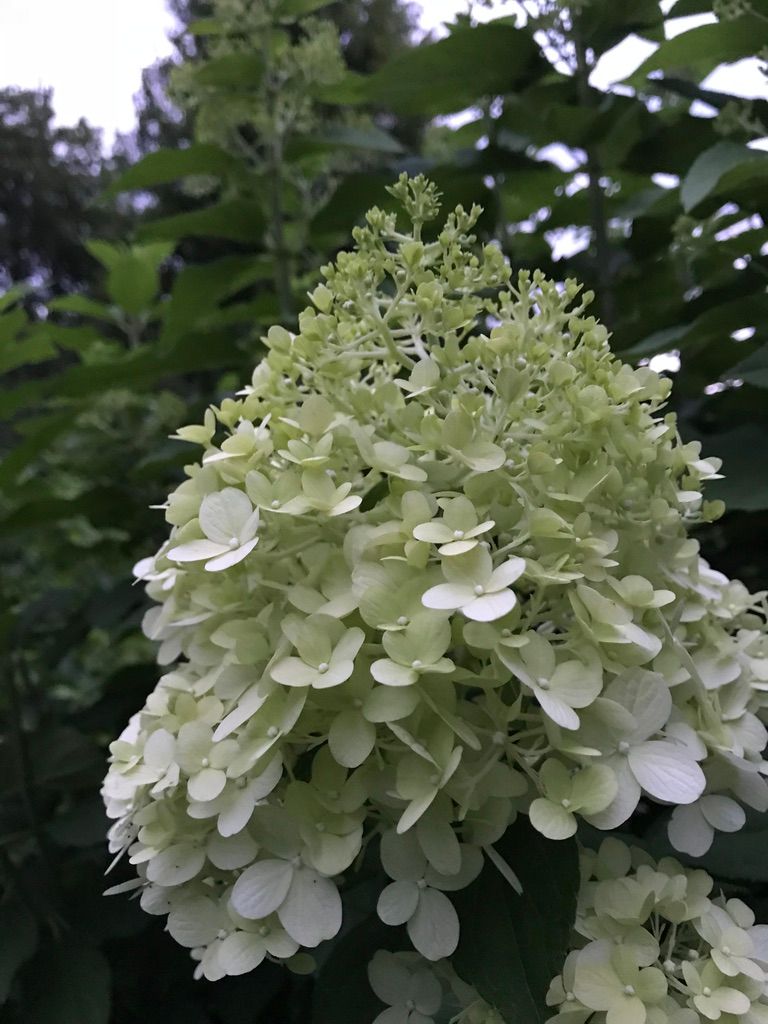 HYDRANGEA paniculata Limelight