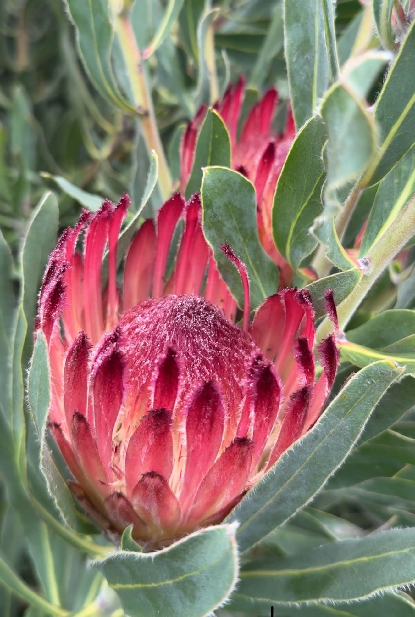 Protea red mink