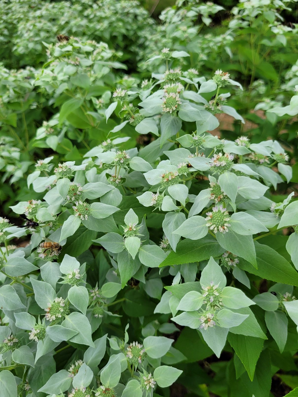 PYCNANTHEMUM virginianum