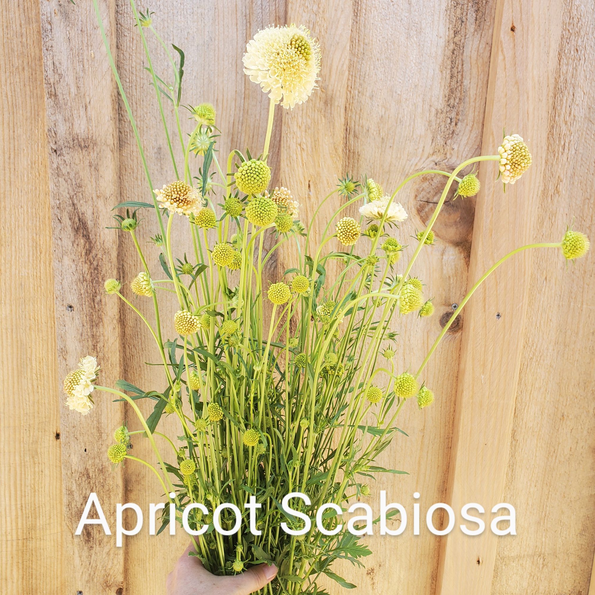 SCABIOSA atropurpurea Fata Morgana