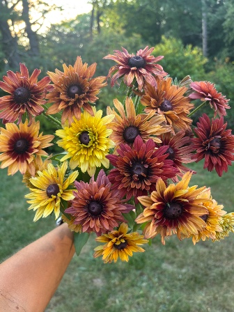 RUDBECKIA hirta Sahara