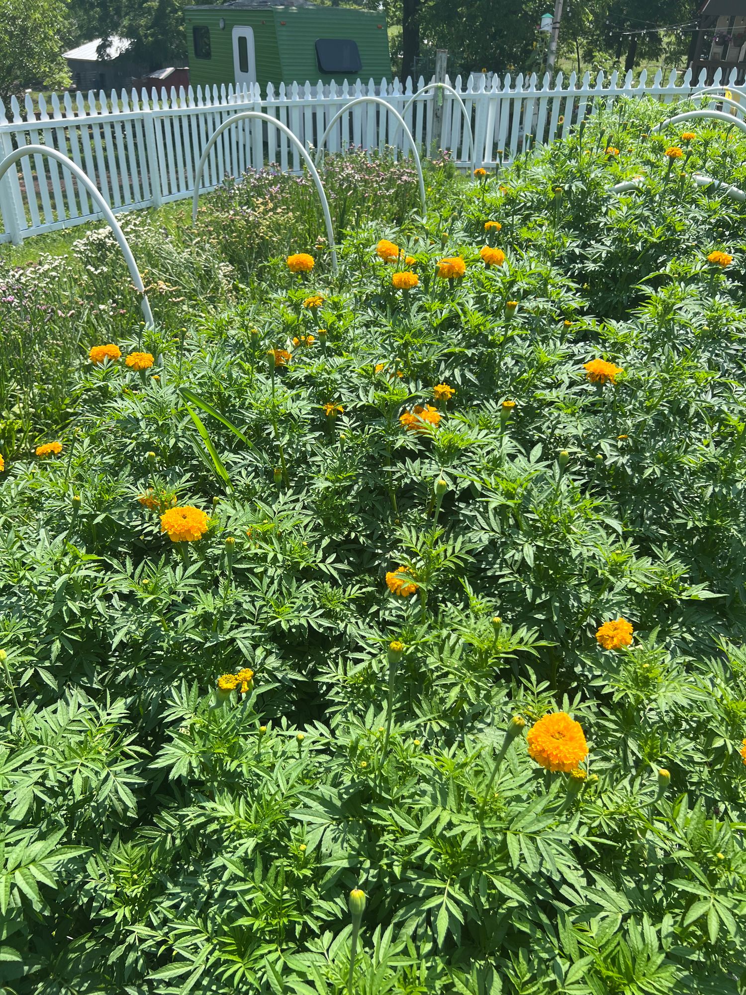 TAGETES erecta