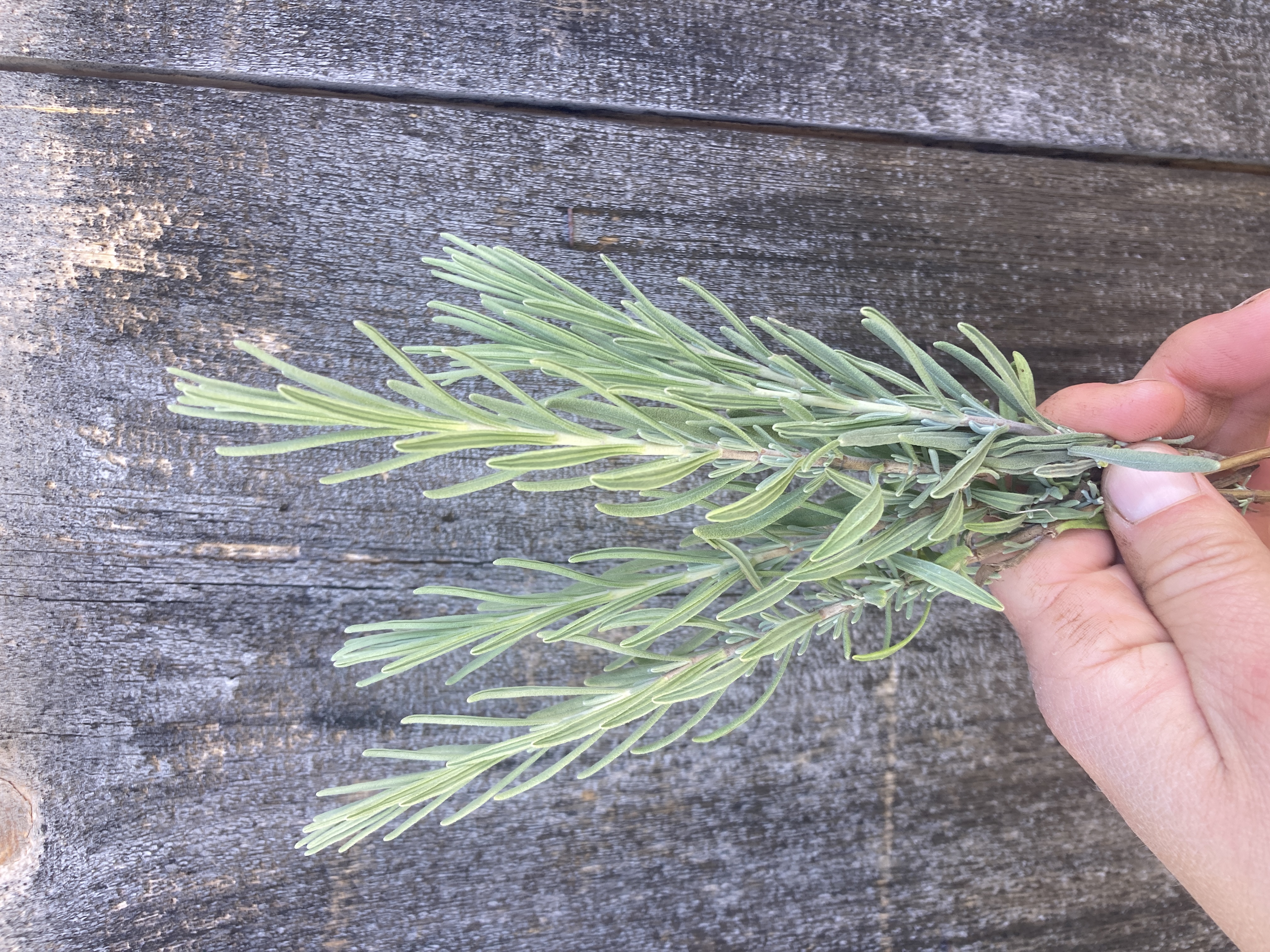 LAVANDULA