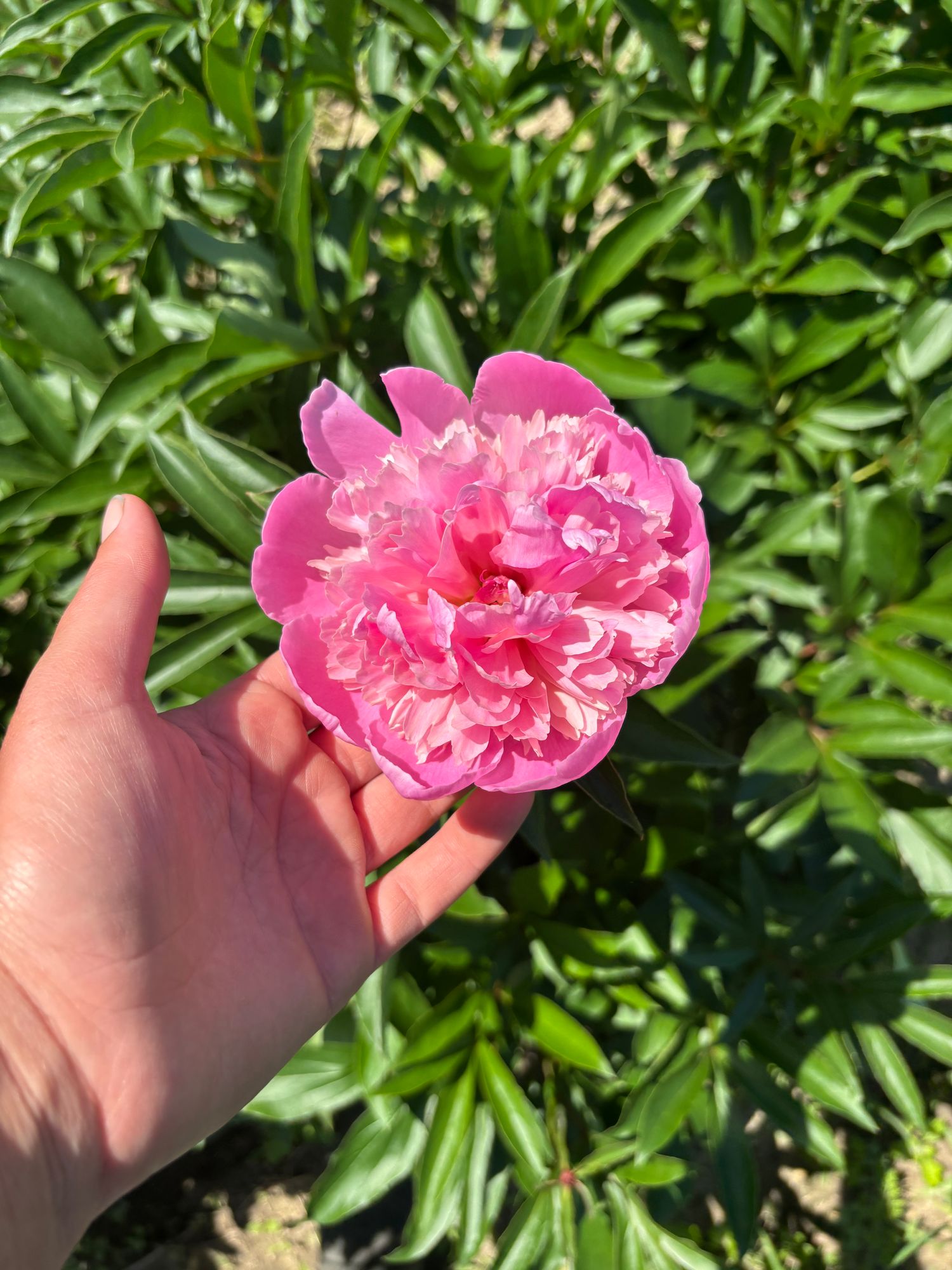 PAEONIA