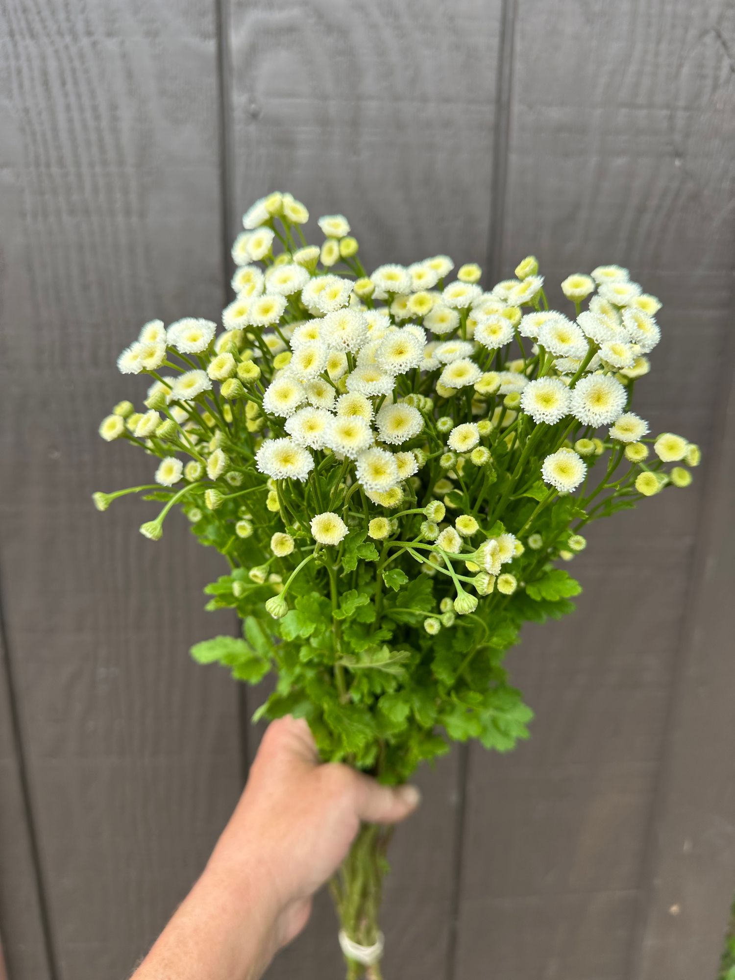 TANACETUM parthenium Virgo