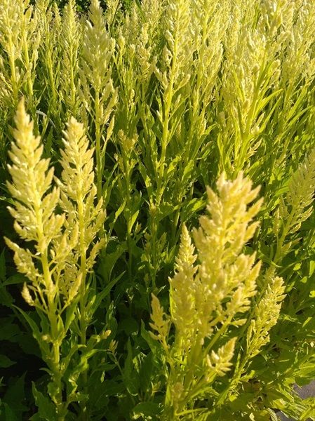 CELOSIA argentea var. plumosa Sylphid