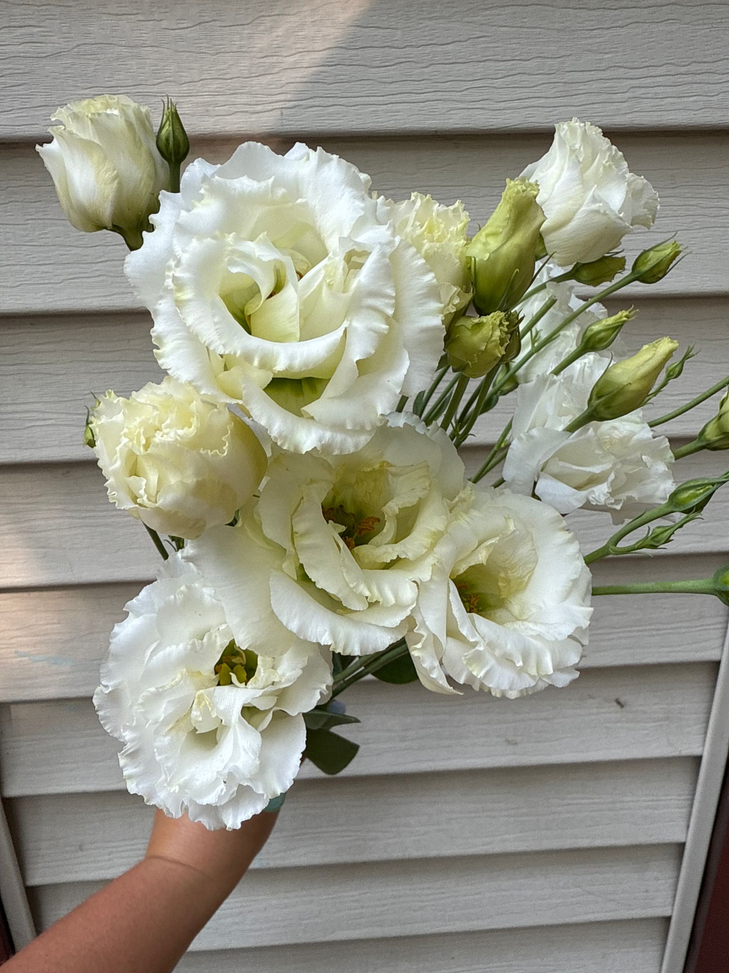 EUSTOMA grandiflorum Voyage White